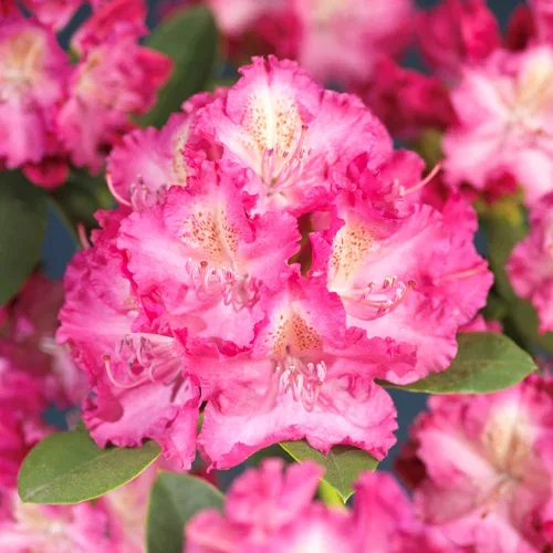 Rhododendron hybr. 'Germania' 35cm