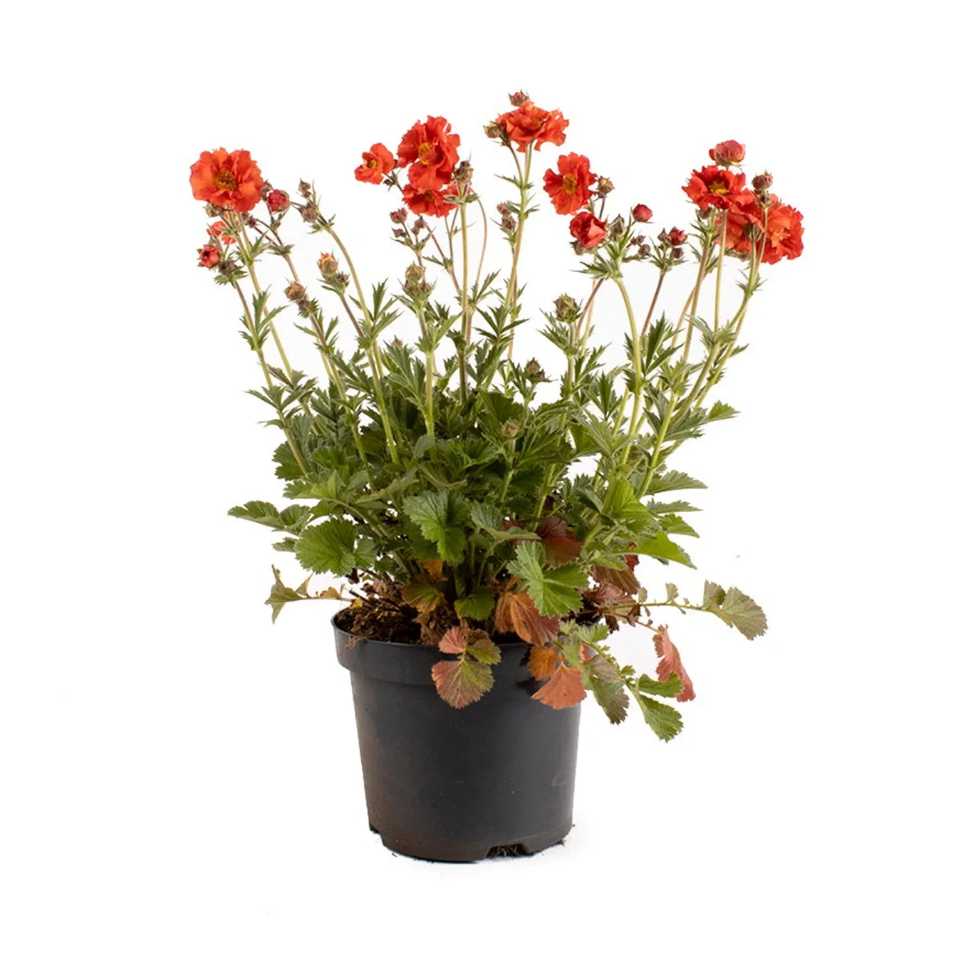 Humleblom SCARLET TEMPEST