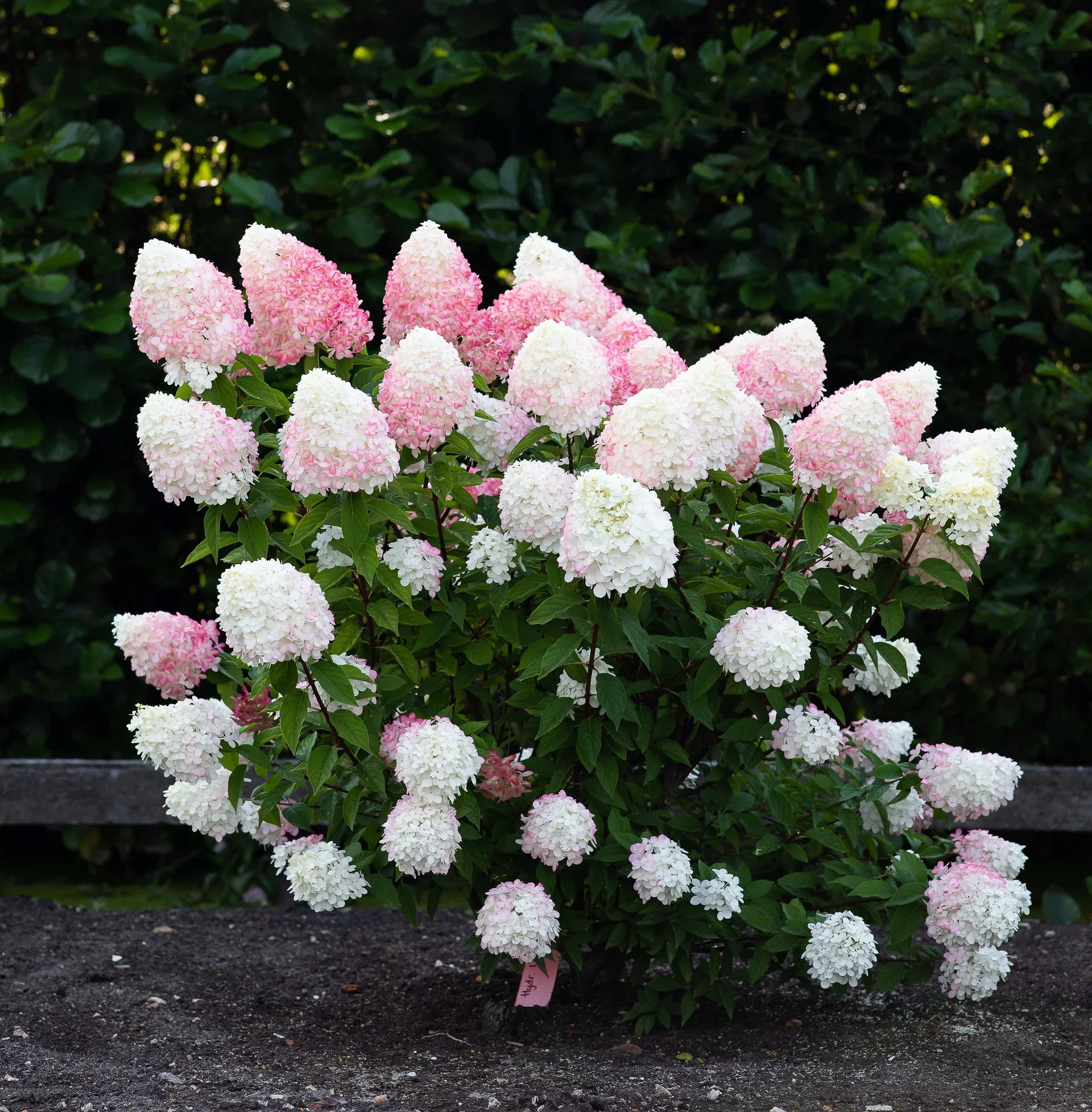 Syrinhortensia LIVING PINK & ROSE®