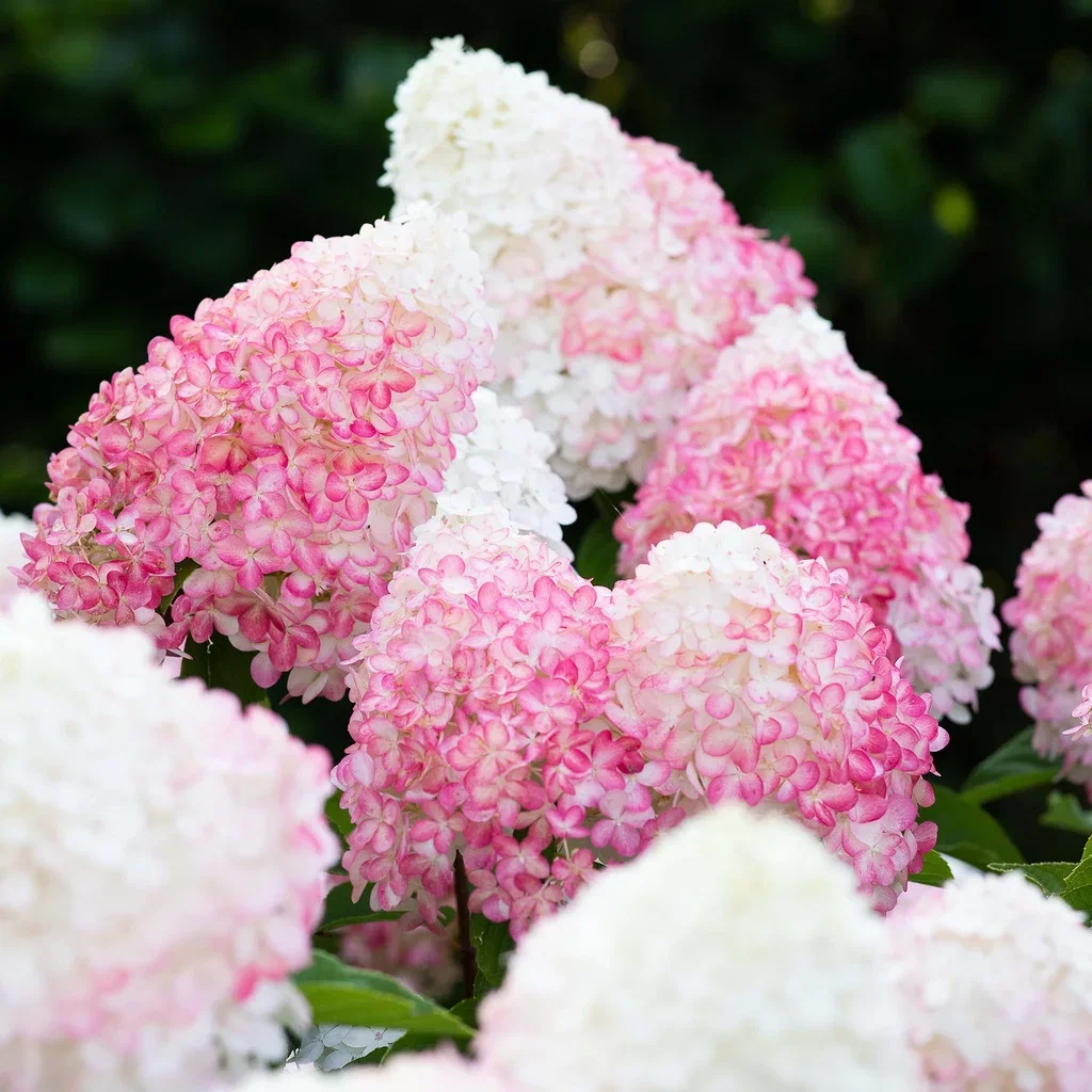 Syrinhortensia LIVING PINK & ROSE®