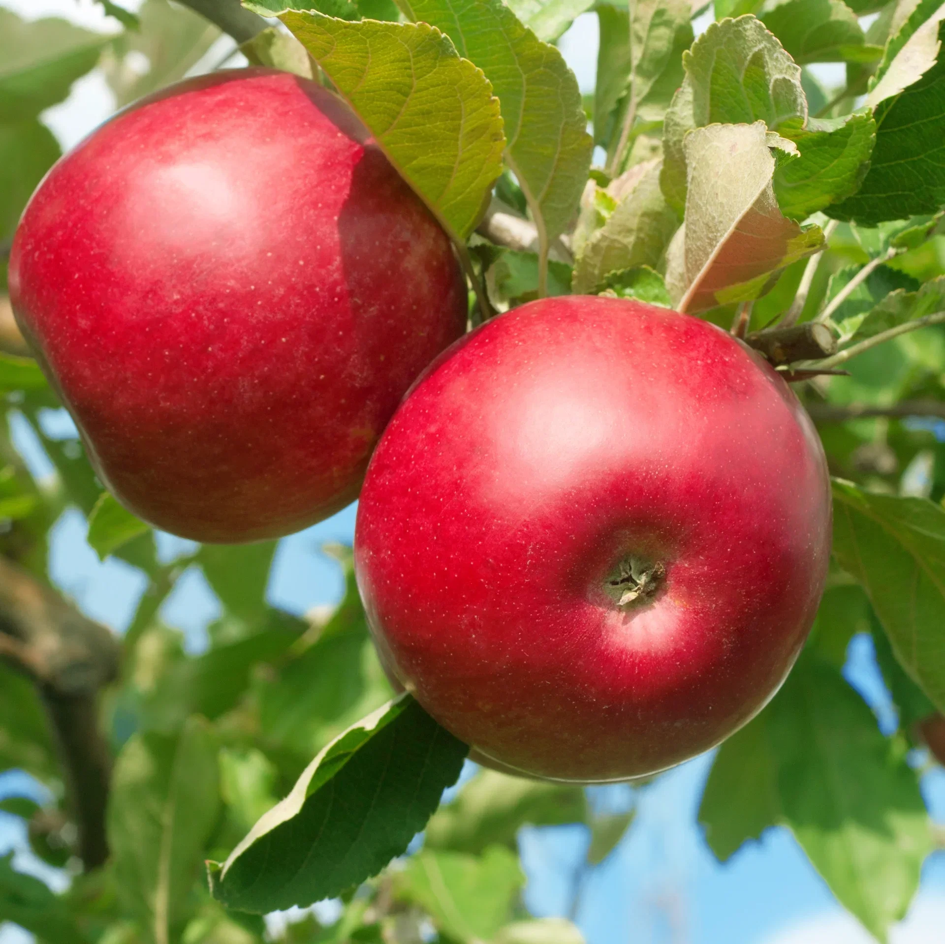 Malus domestica 'Röd Melba' E A2 12L