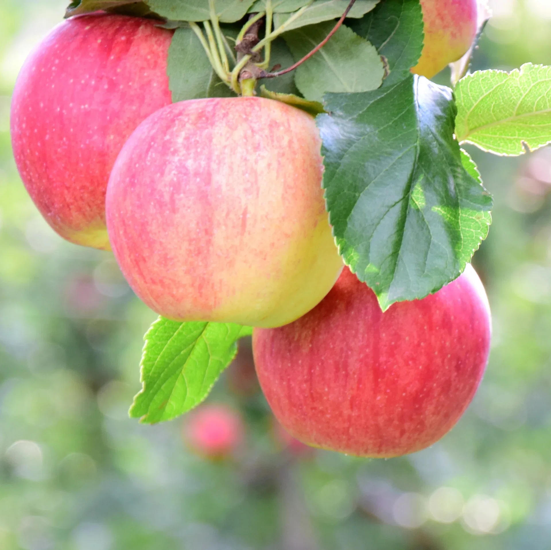 Eple 'Birgit Bonnier' E A2