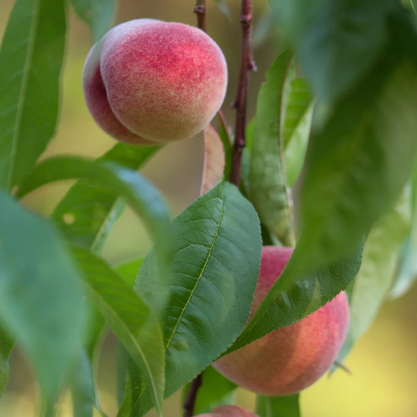 Prunus persica RIGA ('Rias') 7,5L