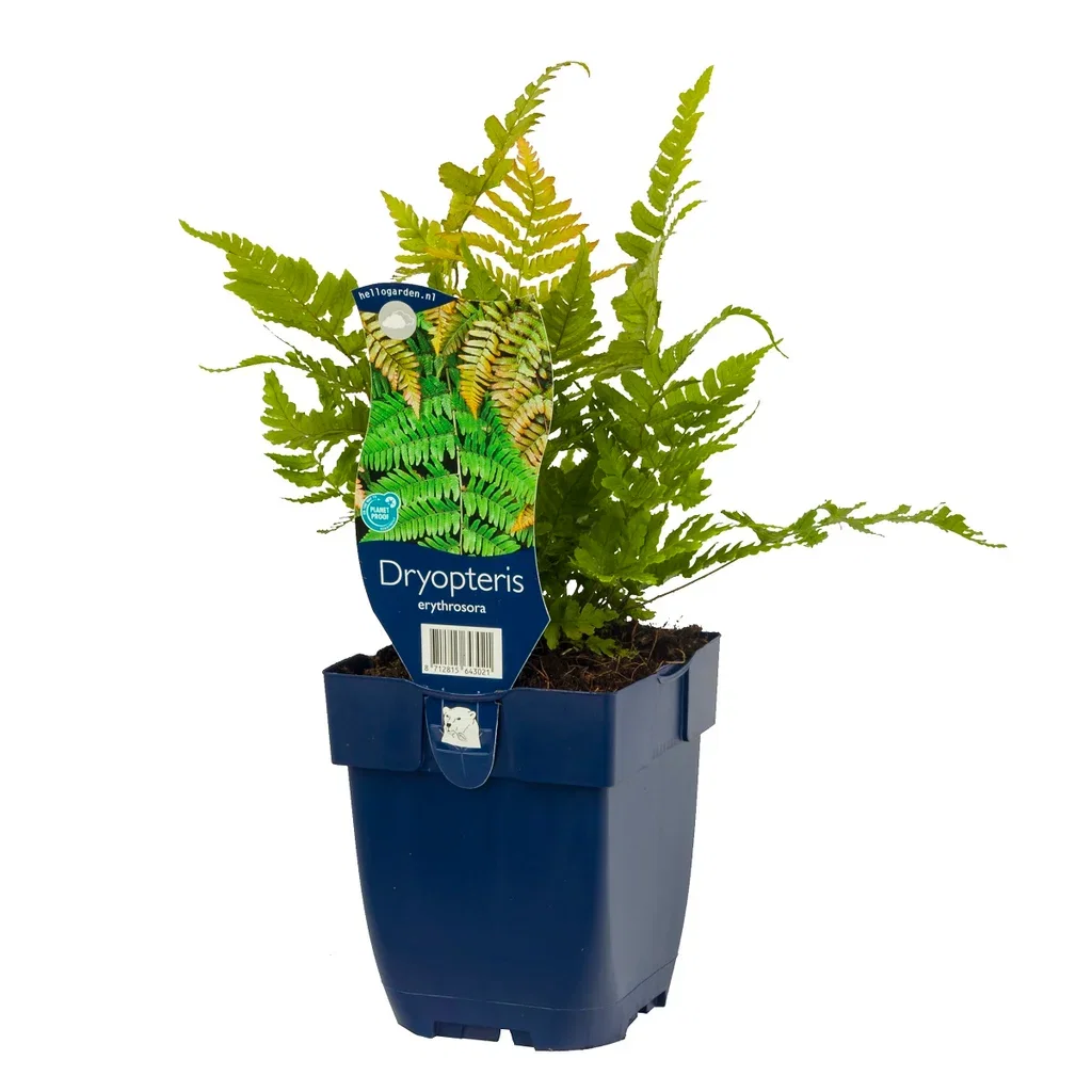 Dryopteris erythrosora