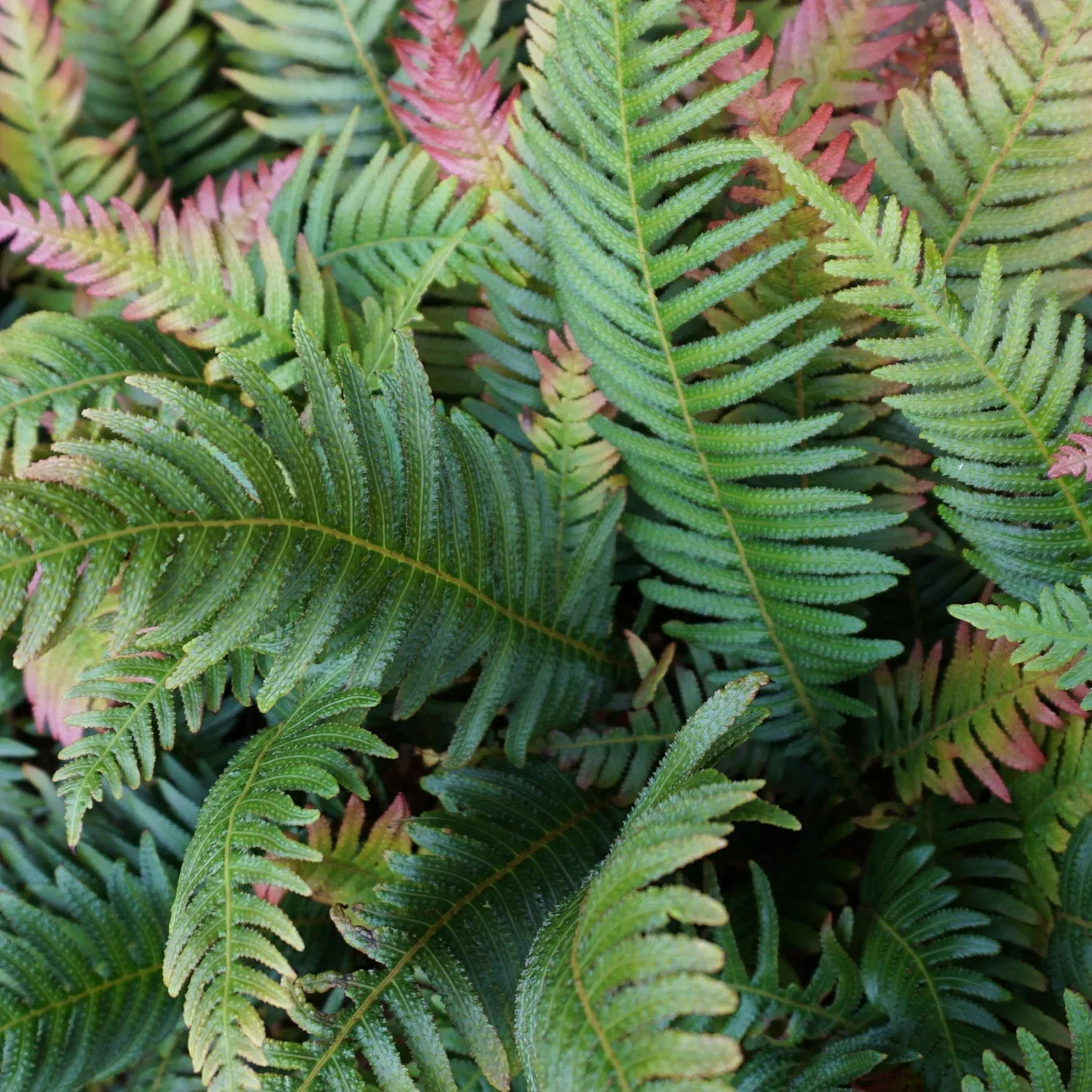 Dryopteris erythrosora