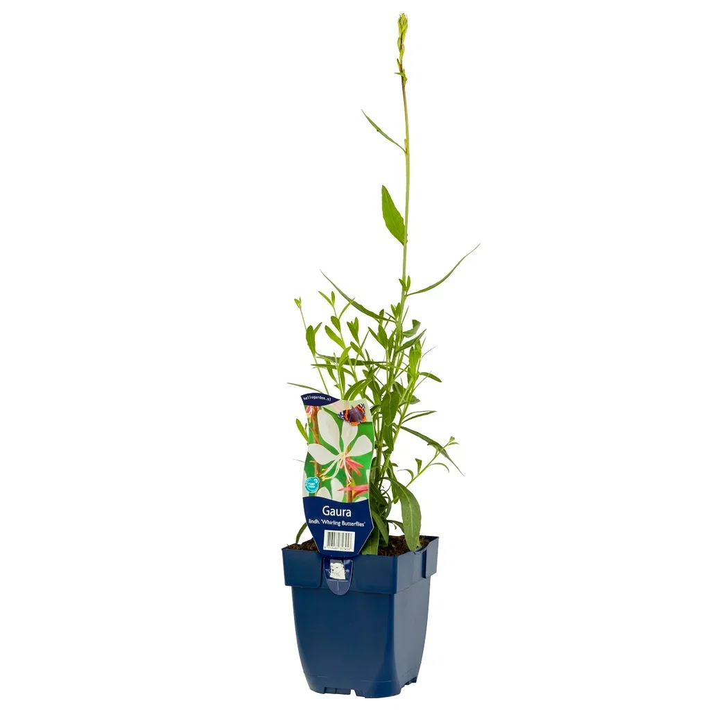 Gaura lindh. 'Whirling Butterflies'