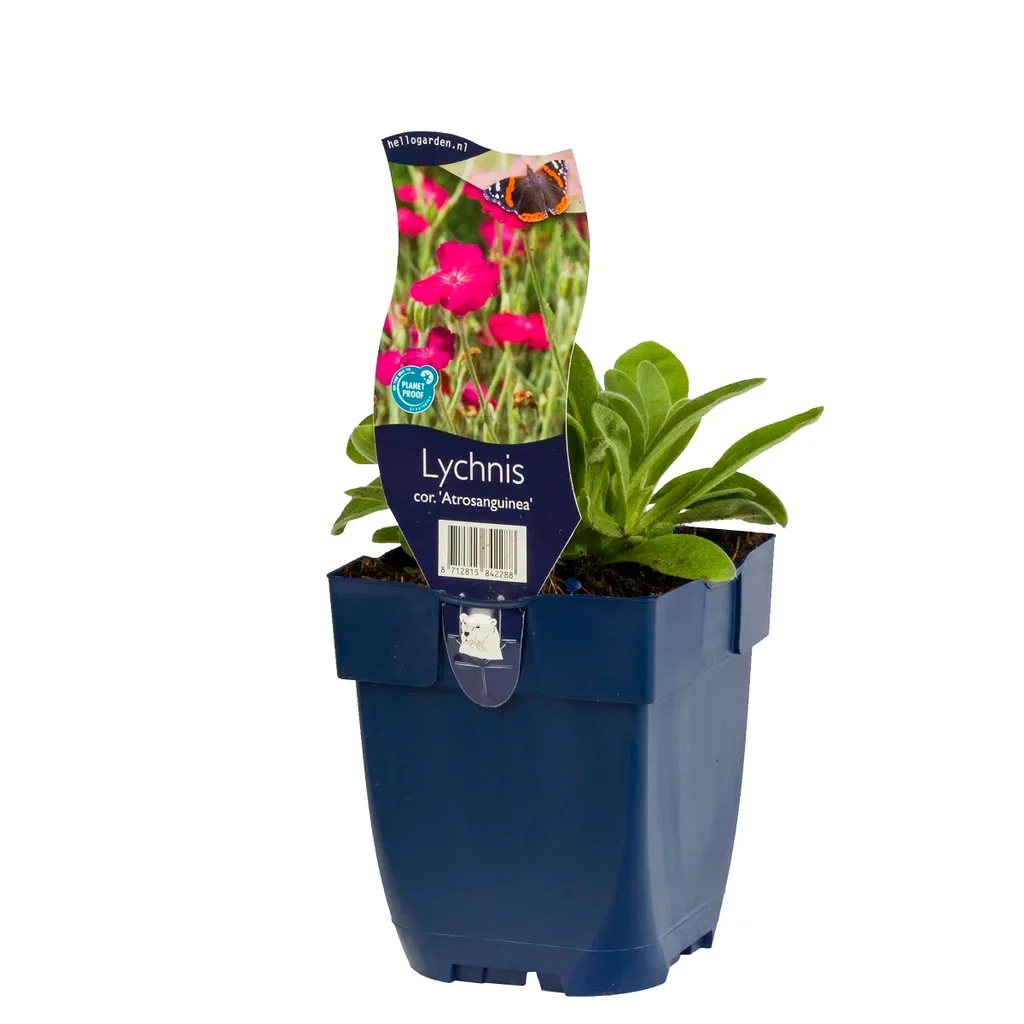 Fløyelstjæreblomst 'Atrosanguinea'