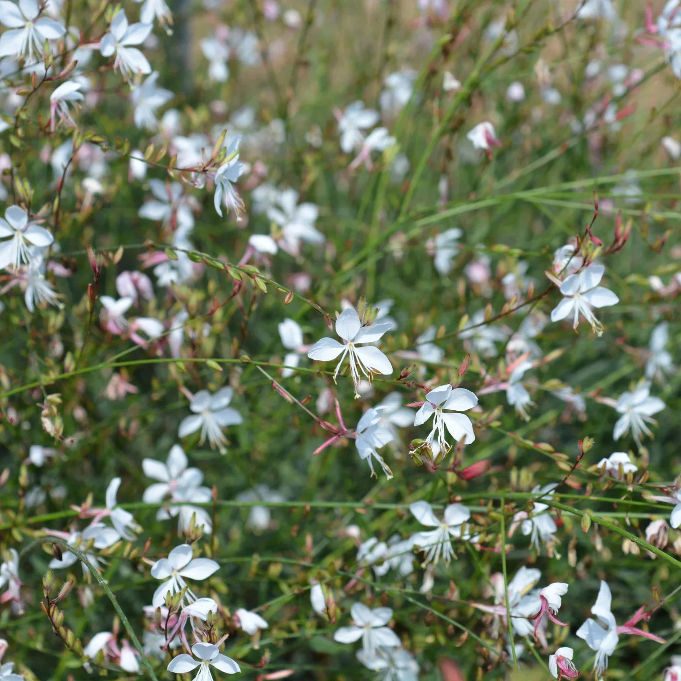 Gaura lindh. 'Whirling Butterflies'