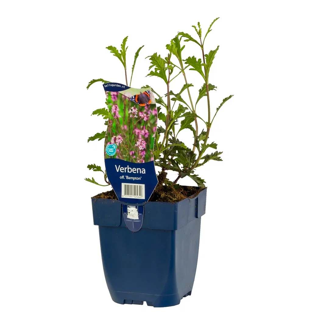 Verbena 'Bampton'