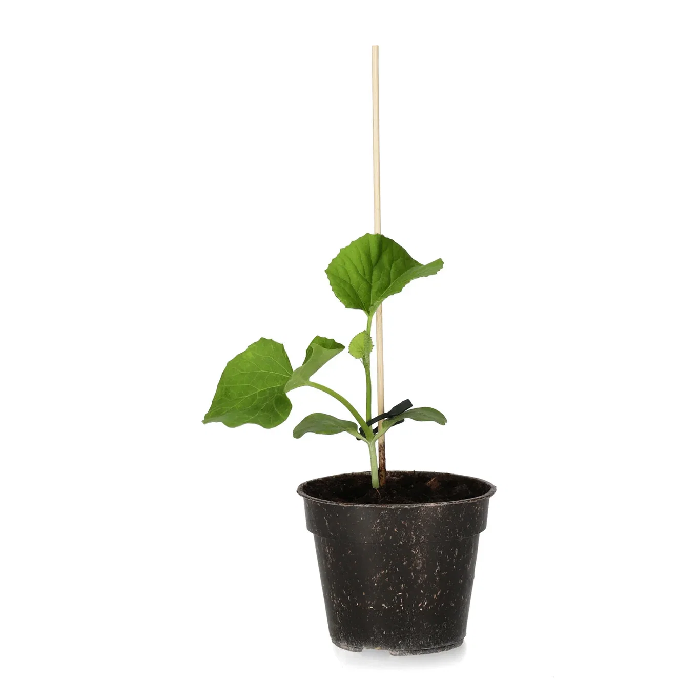 Melon 'Cantaloupe'