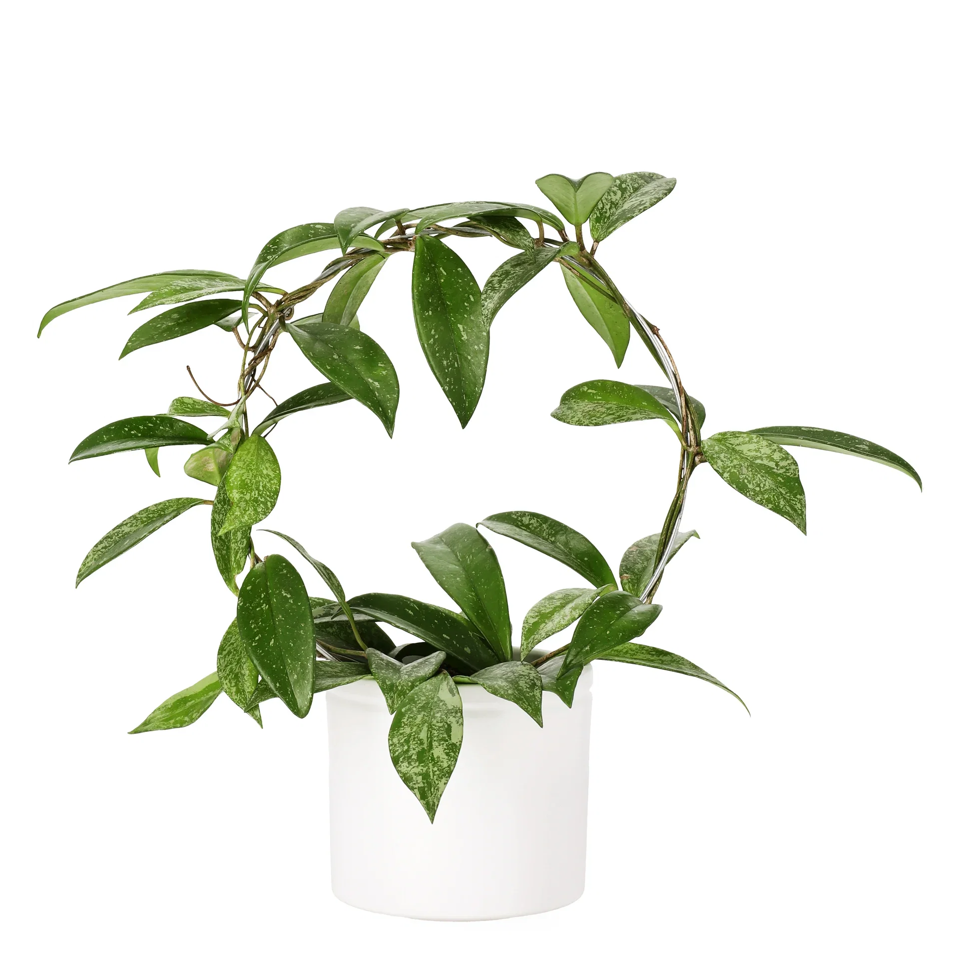 Porselensplante ‘Silverspots’ på bøyle