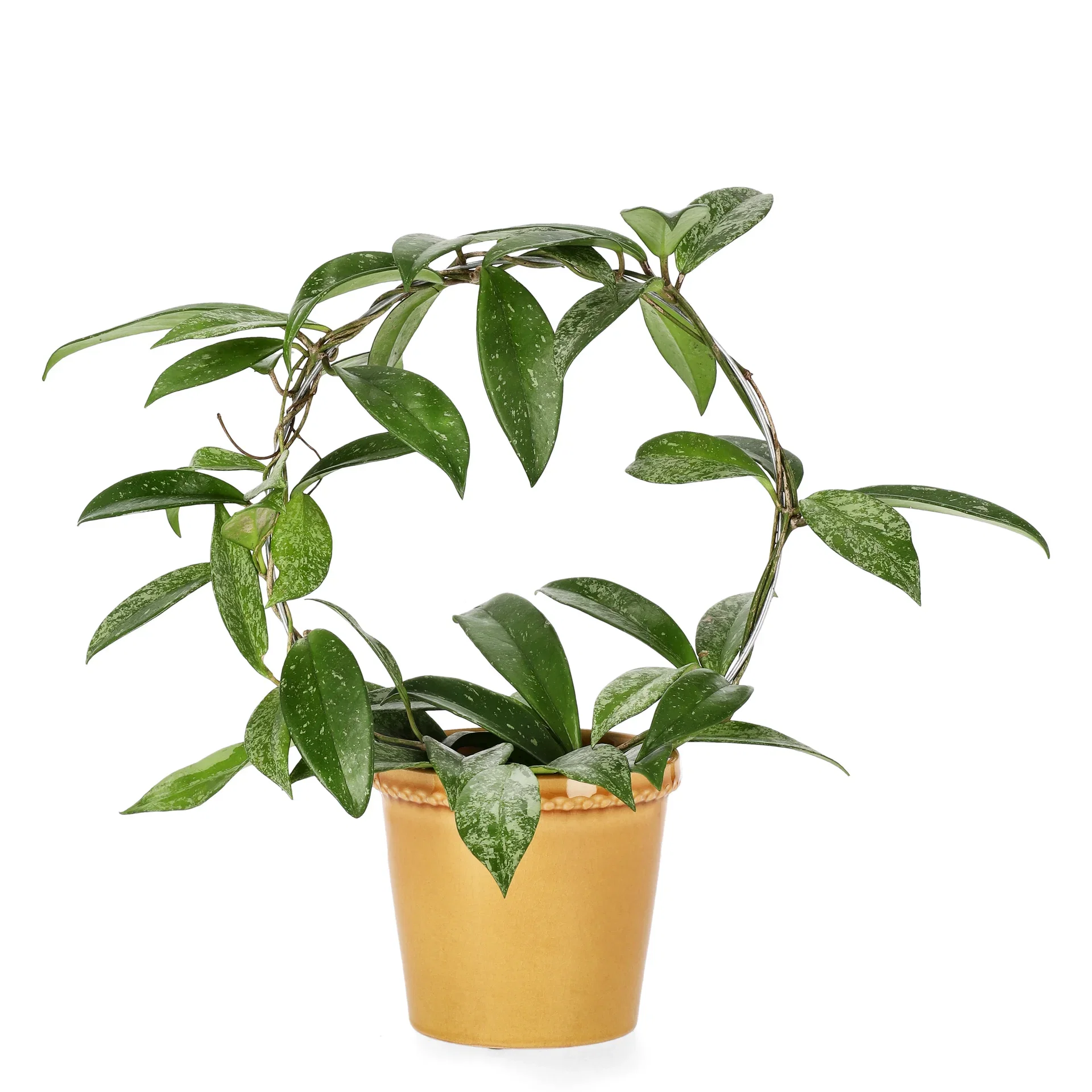 Porselensplante ‘Silverspots’ på bøyle