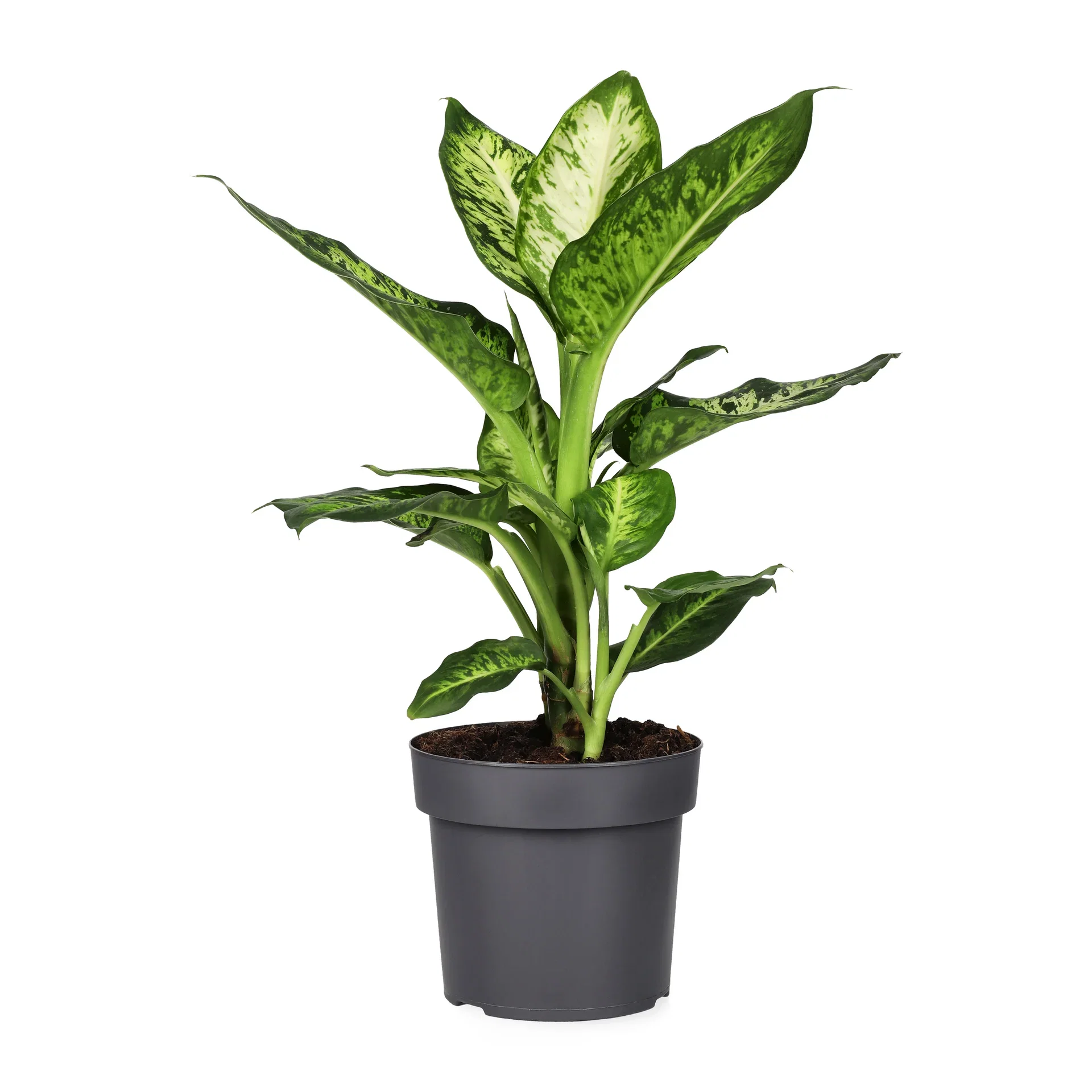 Dieffenbachia 'Sublime'