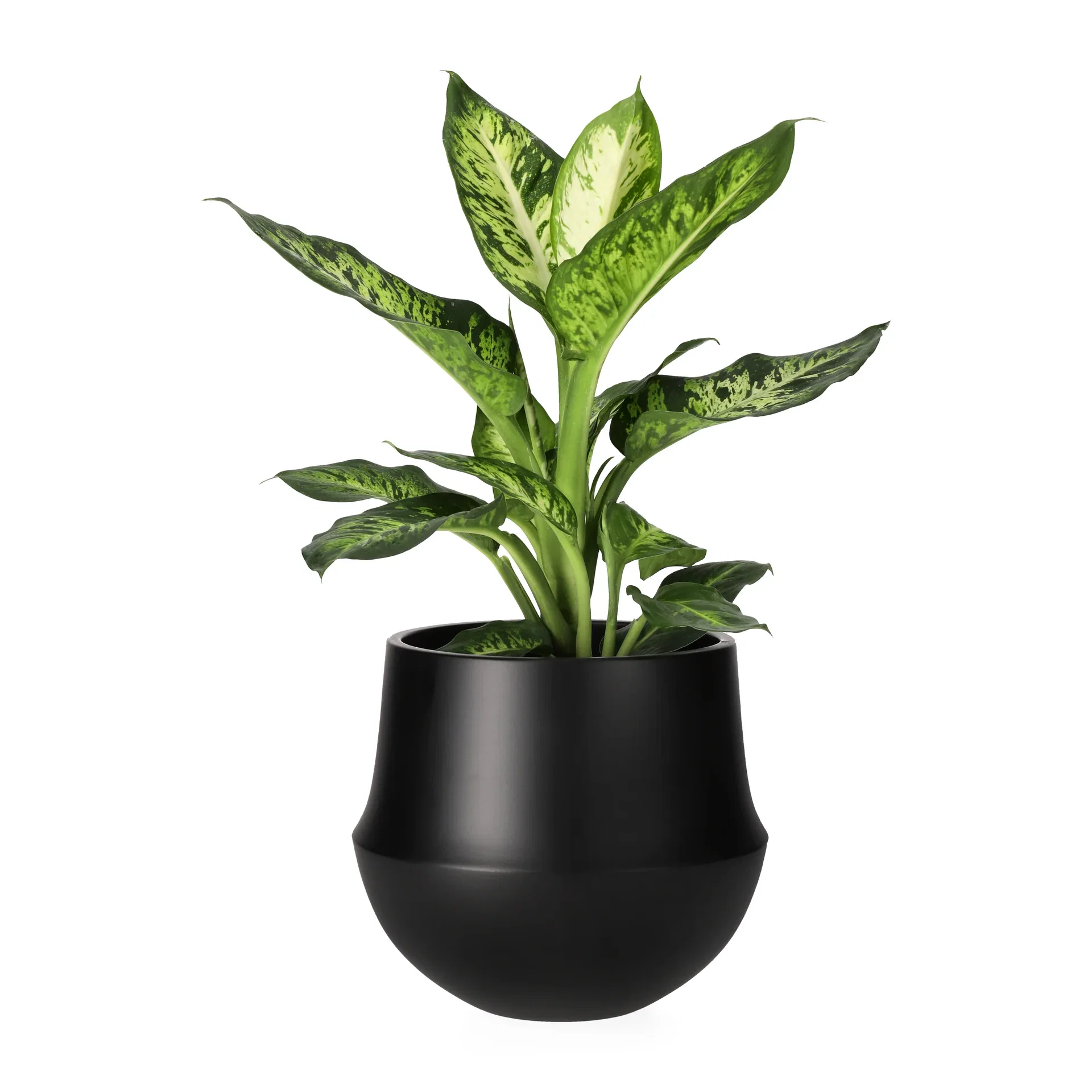 Dieffenbachia 'Sublime'