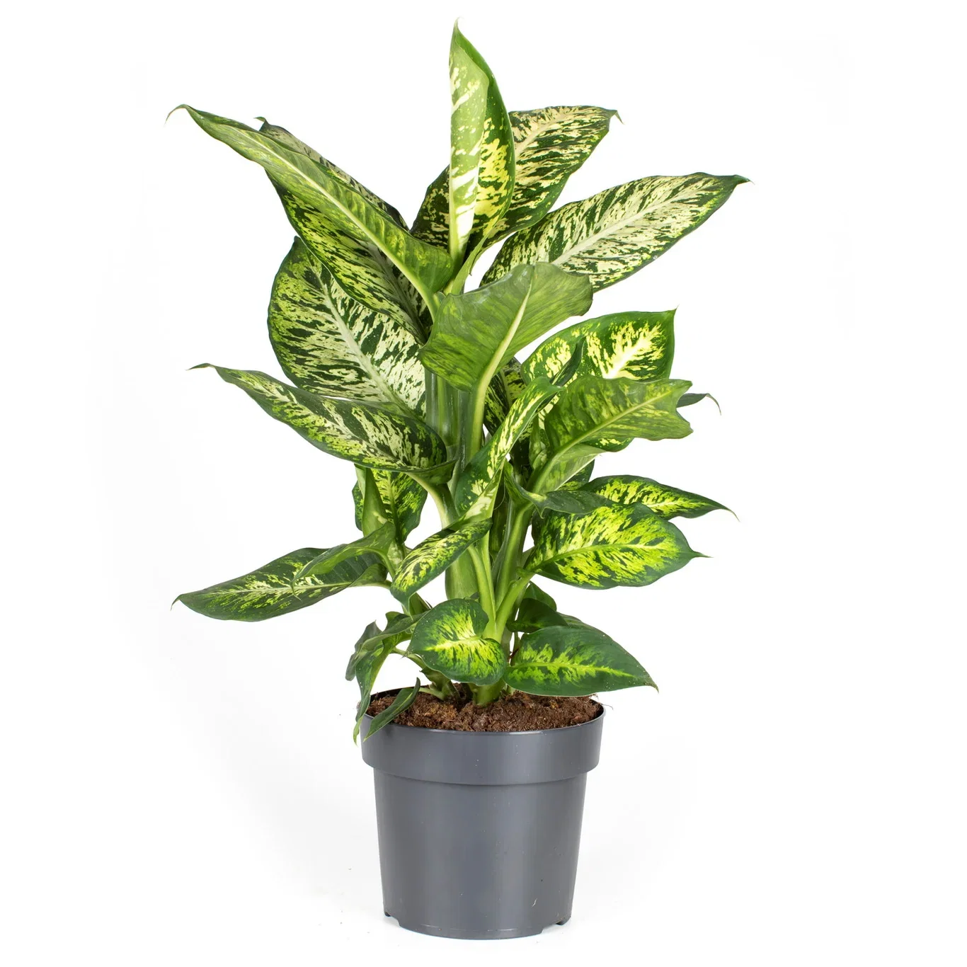 Dieffenbachia 'Sublime'