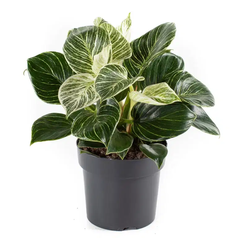 Philodendron 'White Measure'
