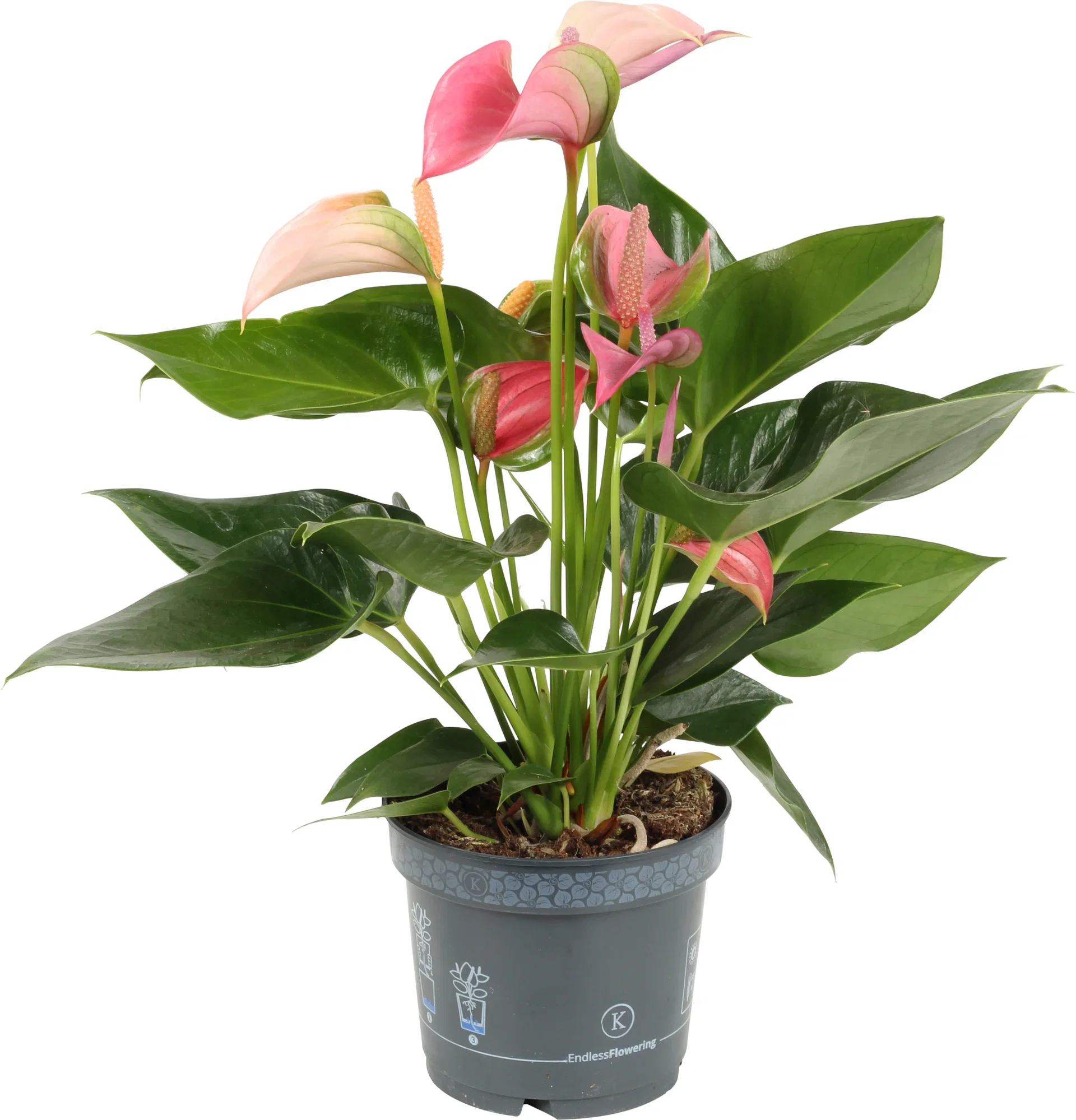 Flamingoblomst 'Pink Duo'