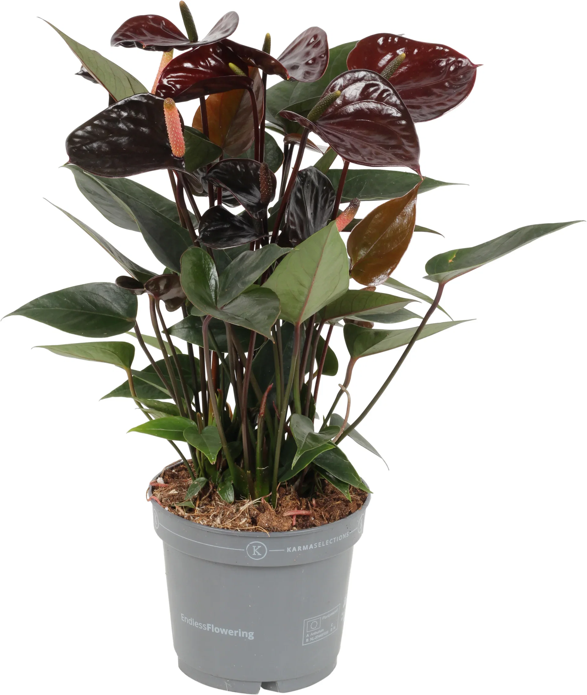 Anthurium andraeanum Black 12 cm