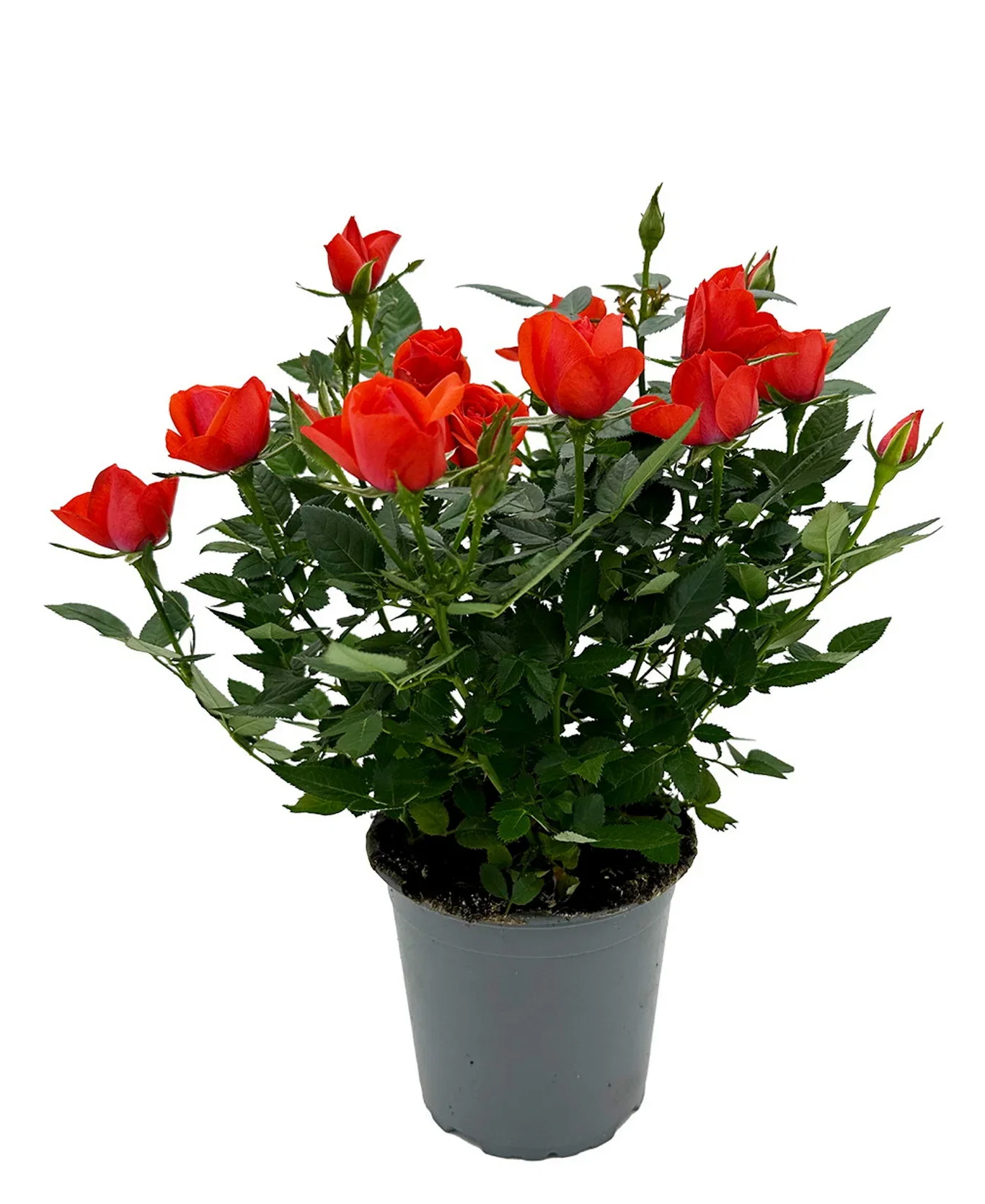 Rosa Forever 12 cm mix