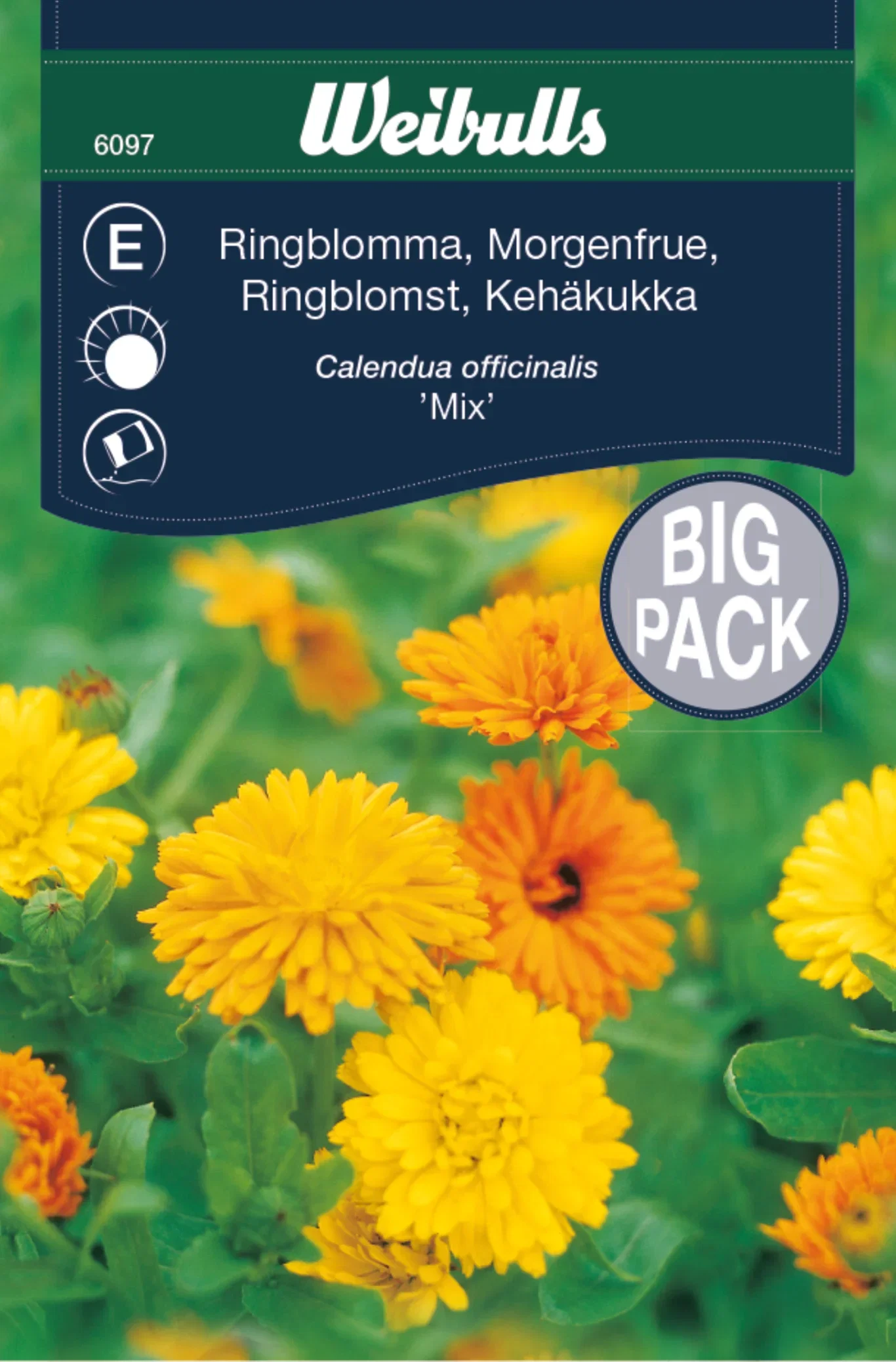 Calendula officinalis