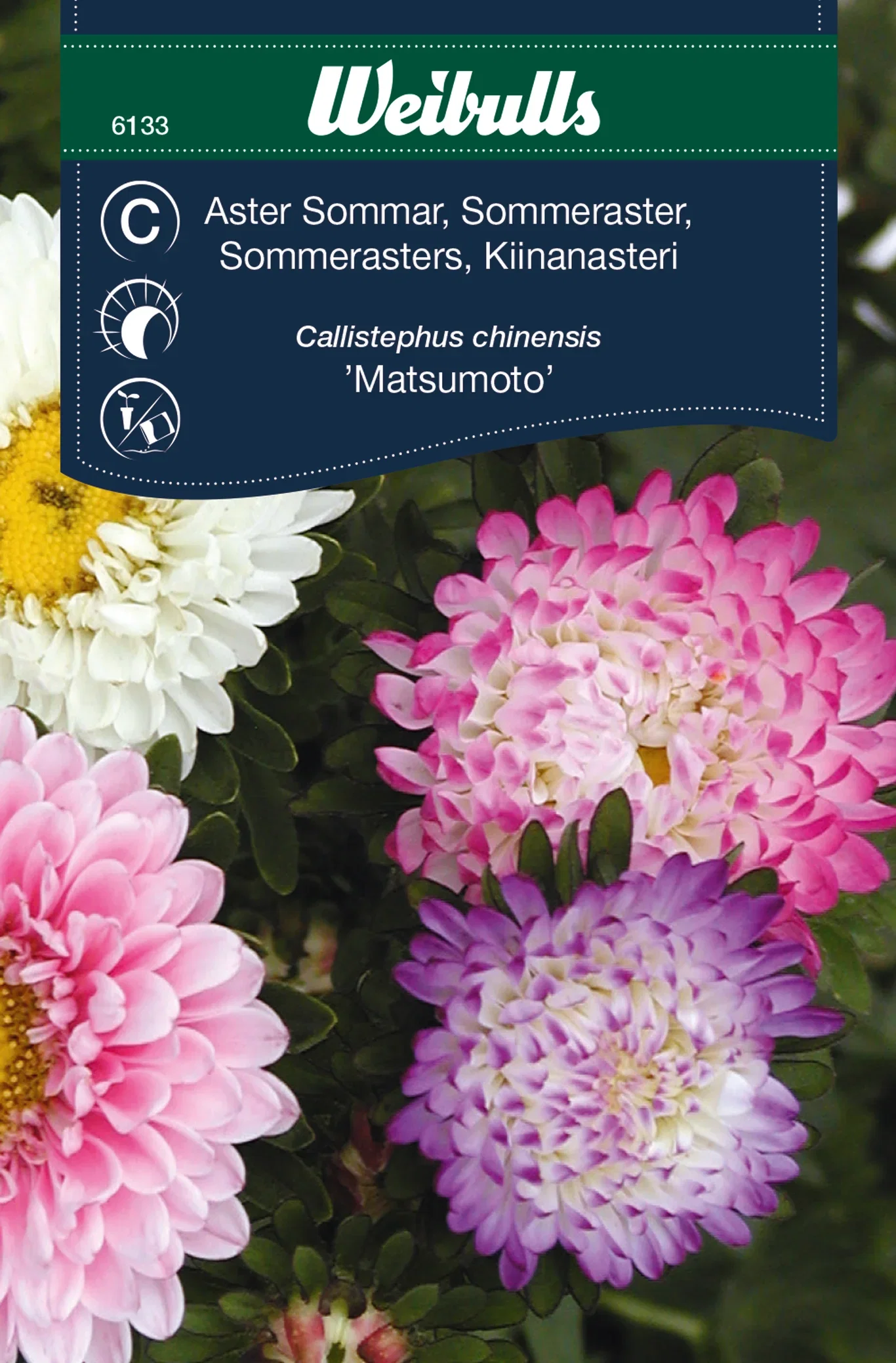 Callistephus chinensis