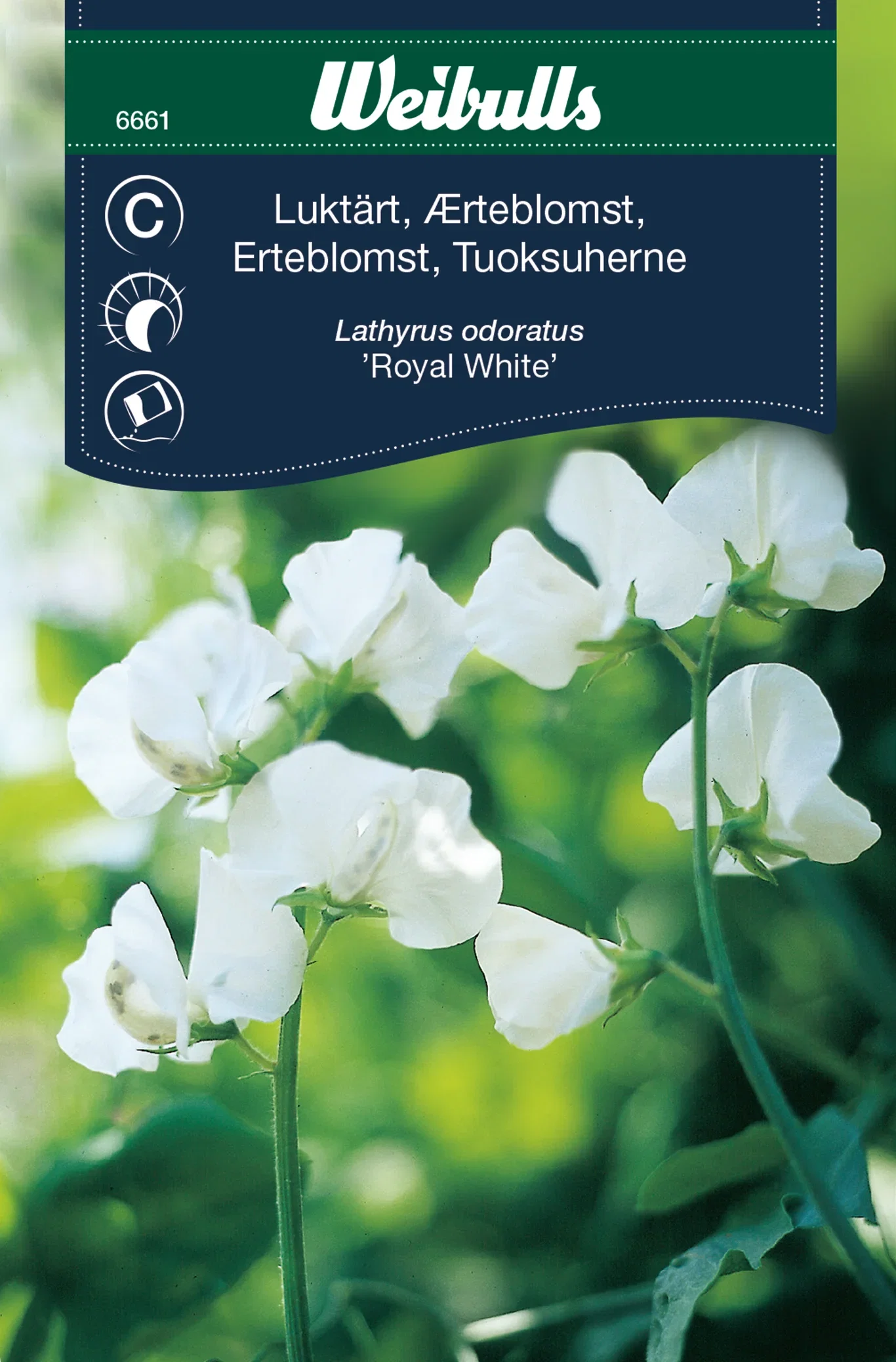 Erteblomst 'Royal White'