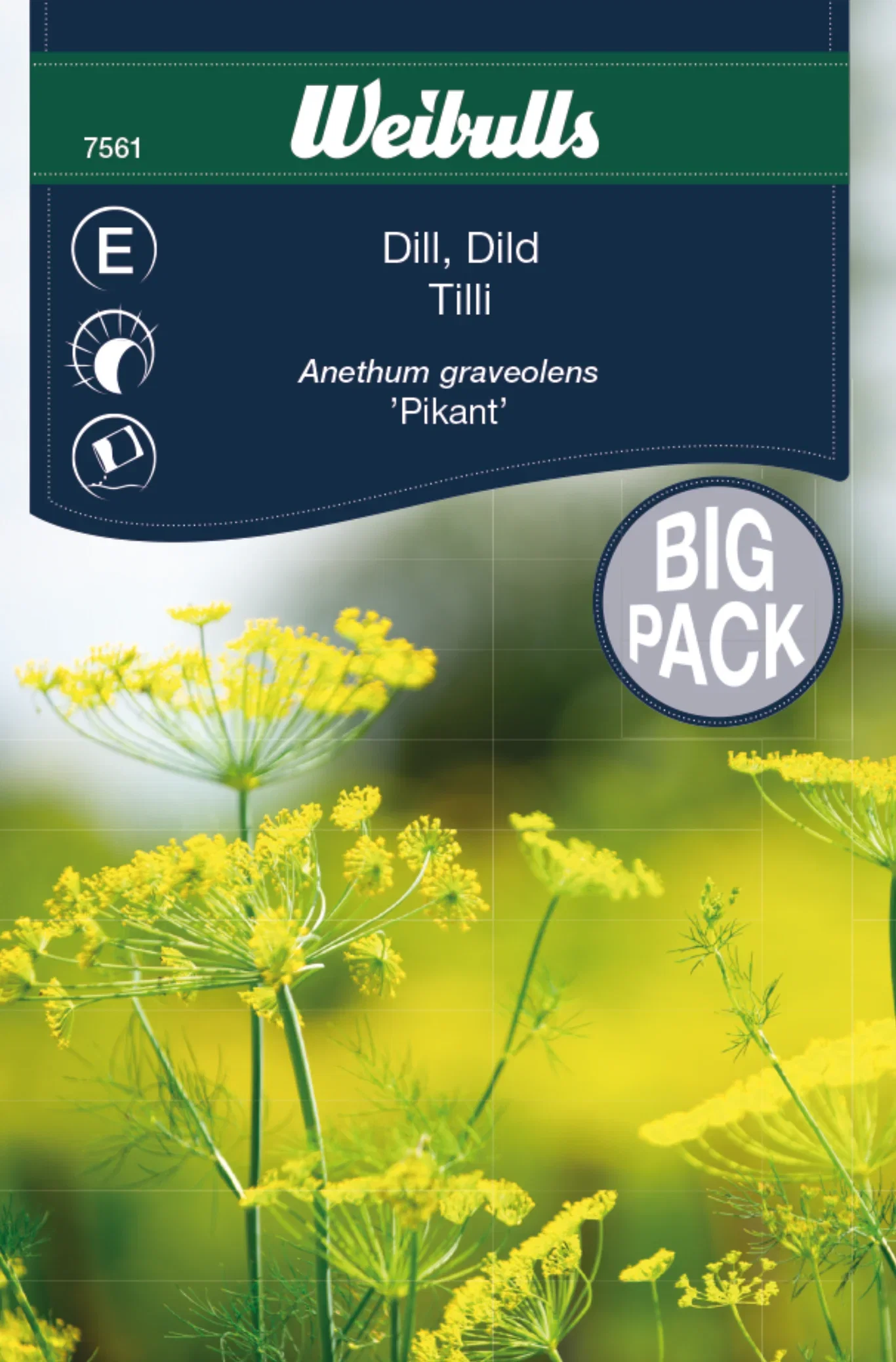 Dill 'Pikant'