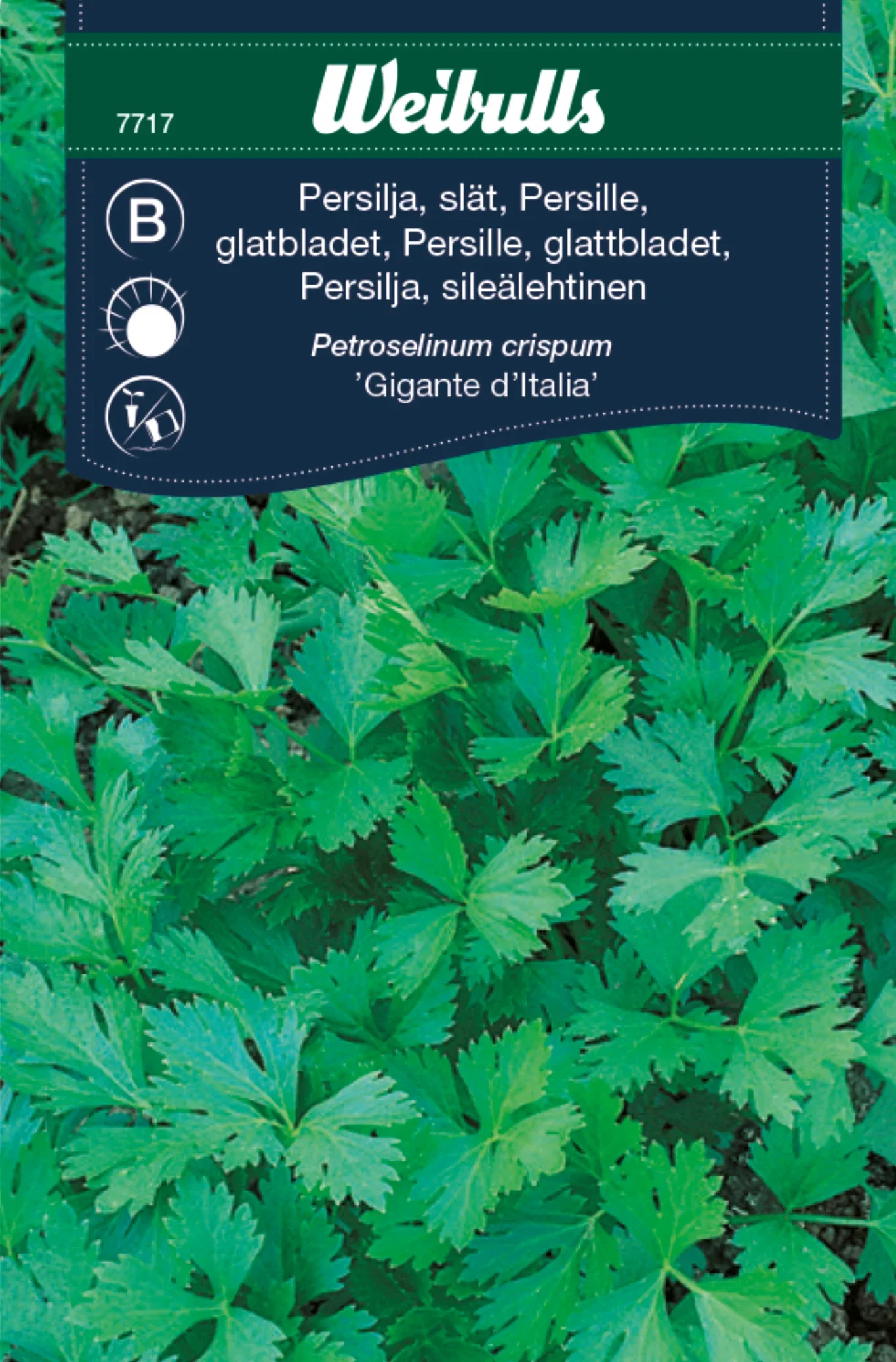 Persille glattbladet 'Gigante d'Italia'