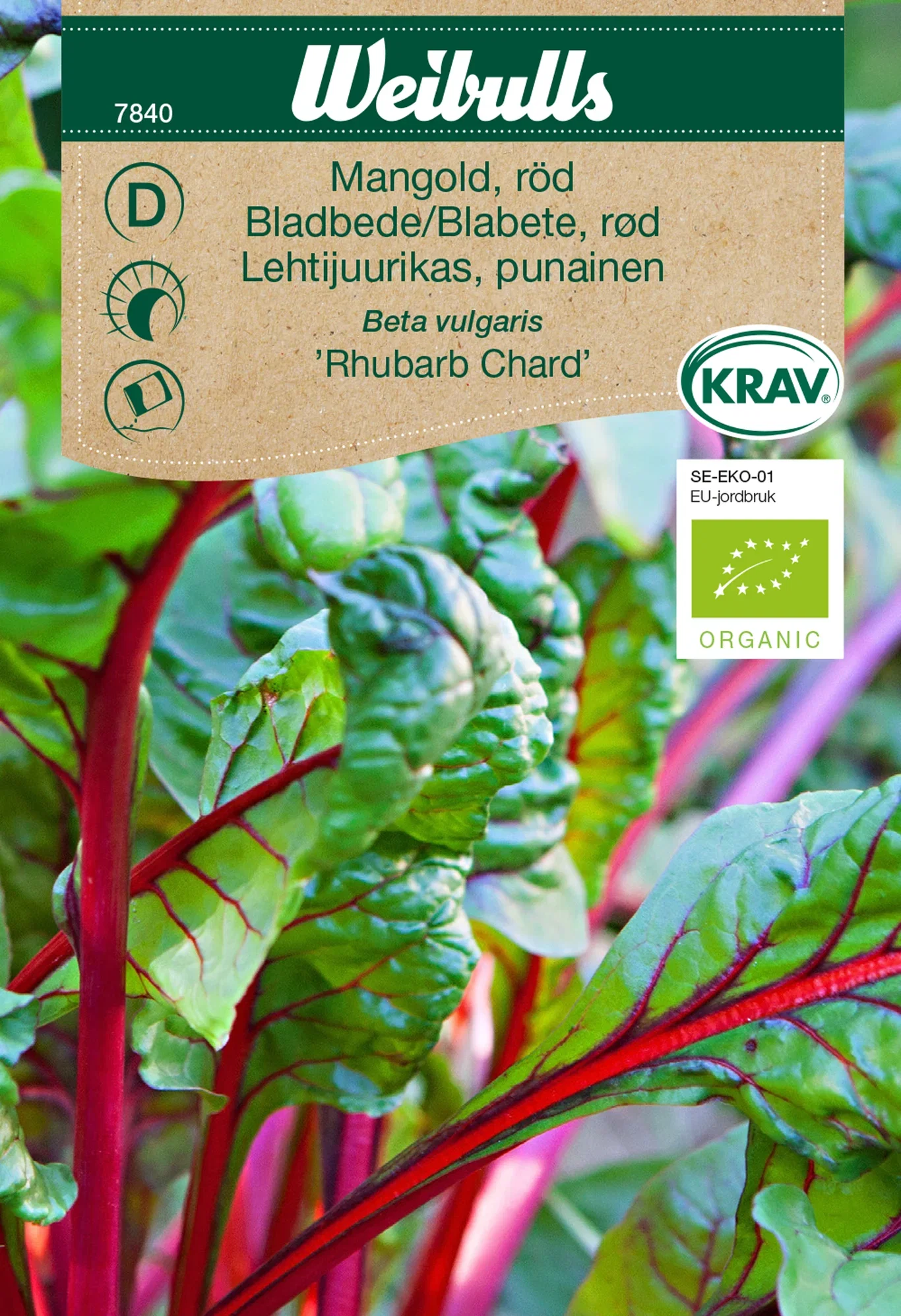 Bladbete 'Rhubarb Chard' KRAV