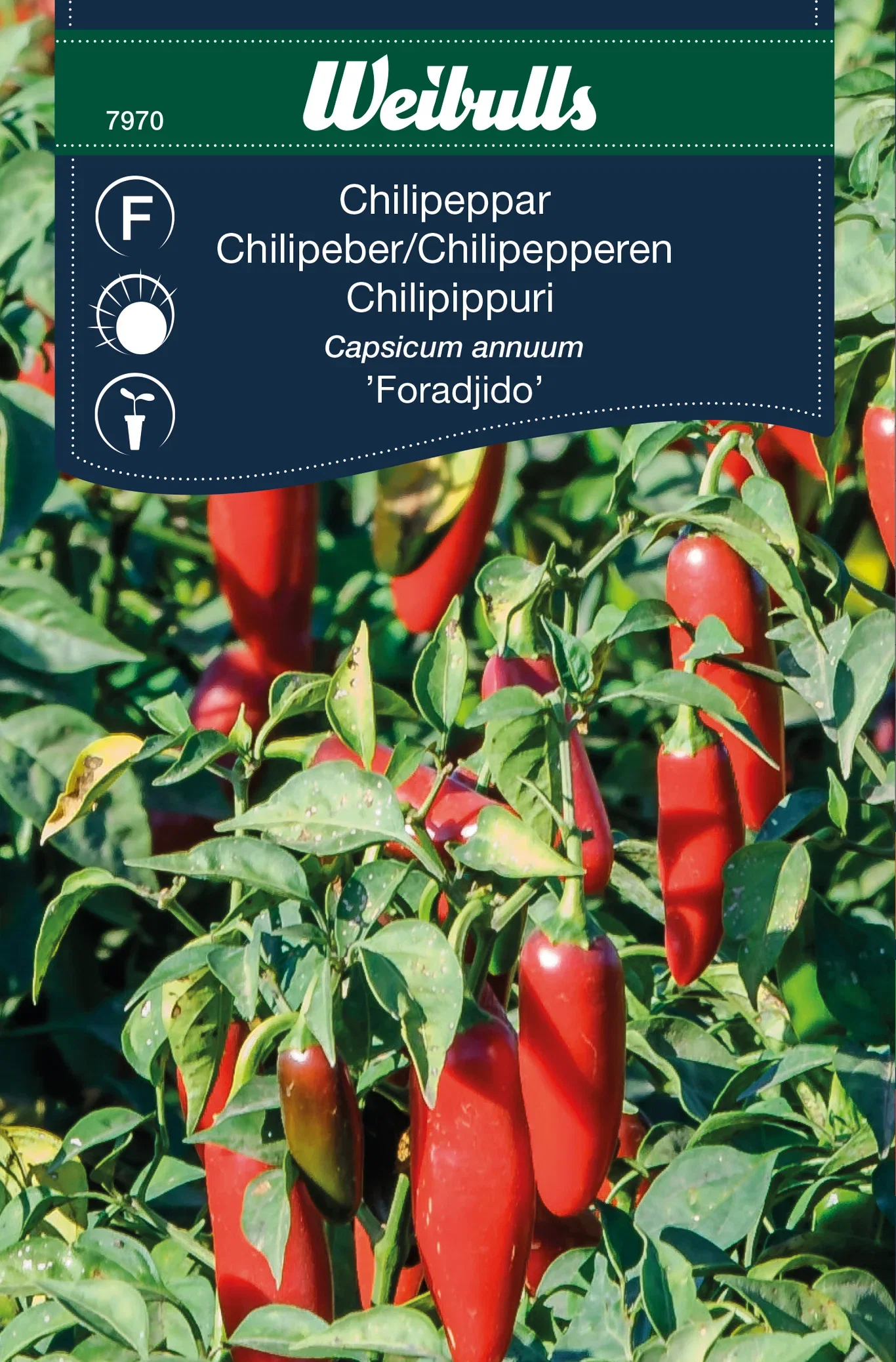 Capsicum frutescens
