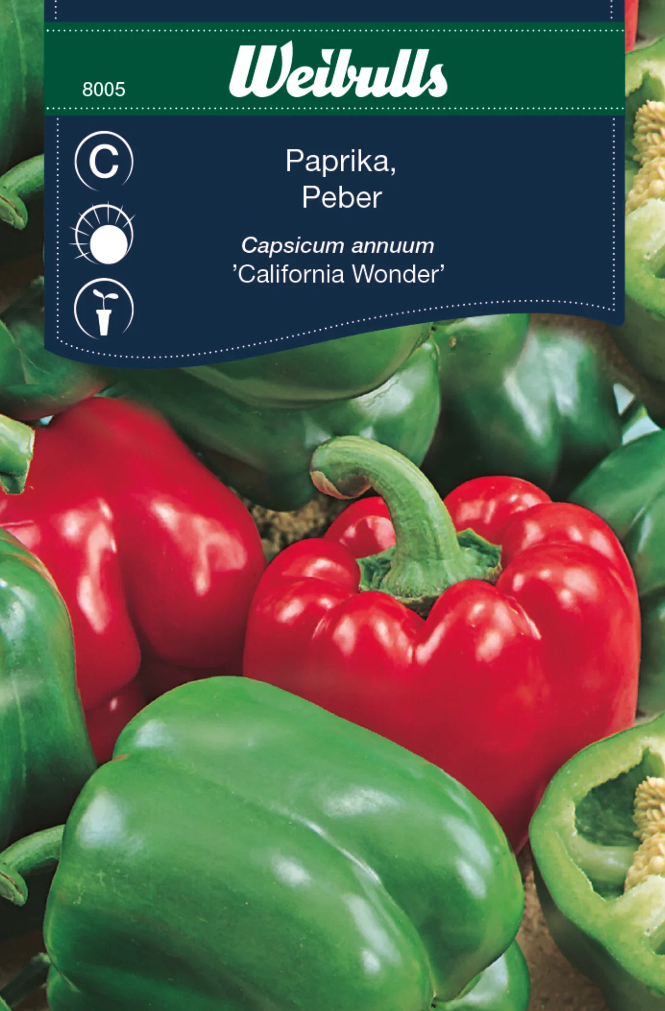 Capsicum annuum