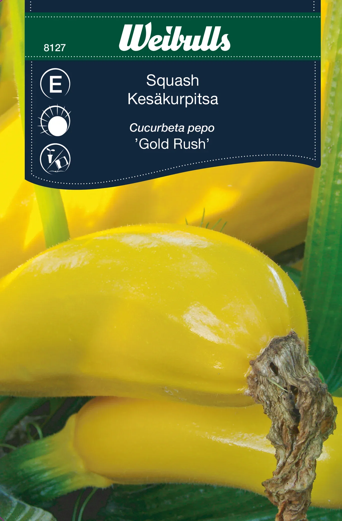 Squash Golden Rush