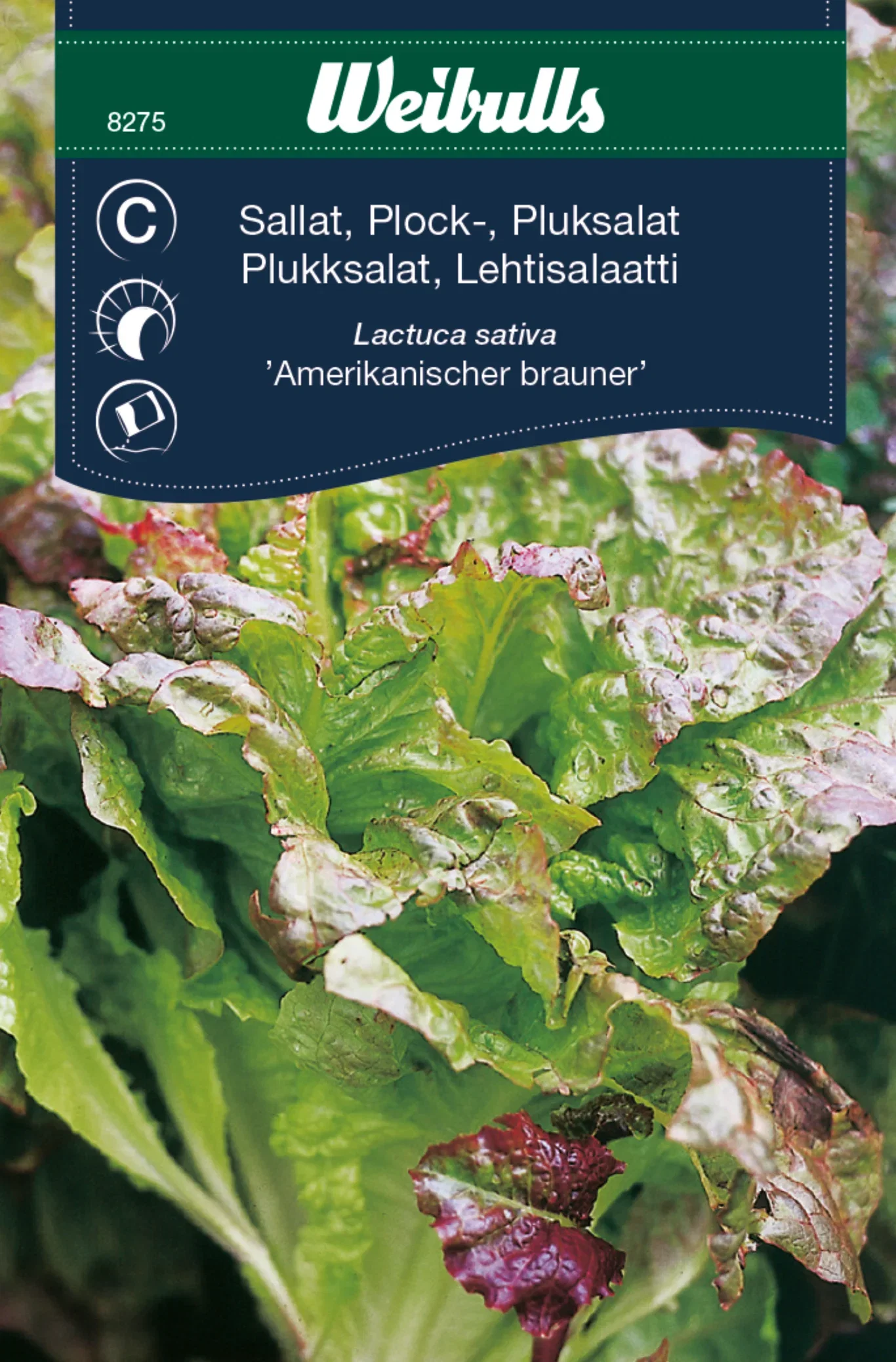 Plukksalat 'Amerikanischer Brauner'
