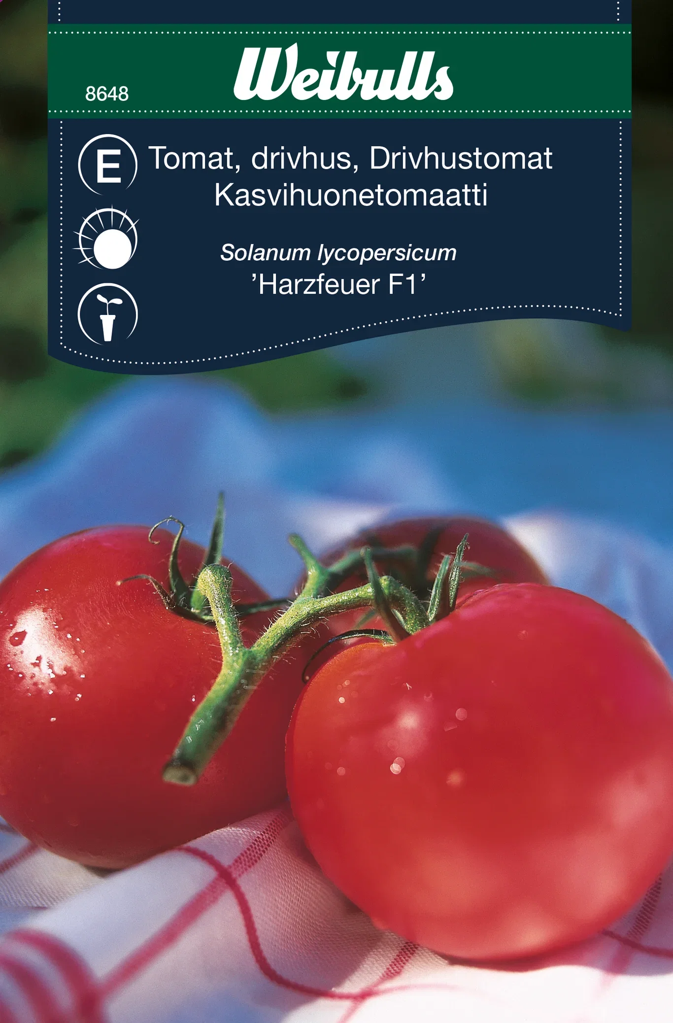 Solanum lycopersicum