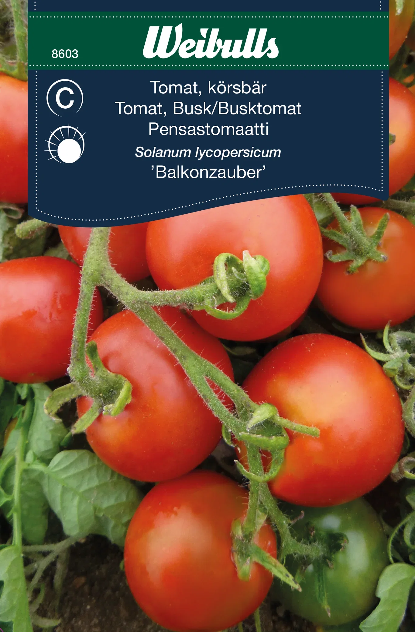 Busktomat 'Balkonzauber'