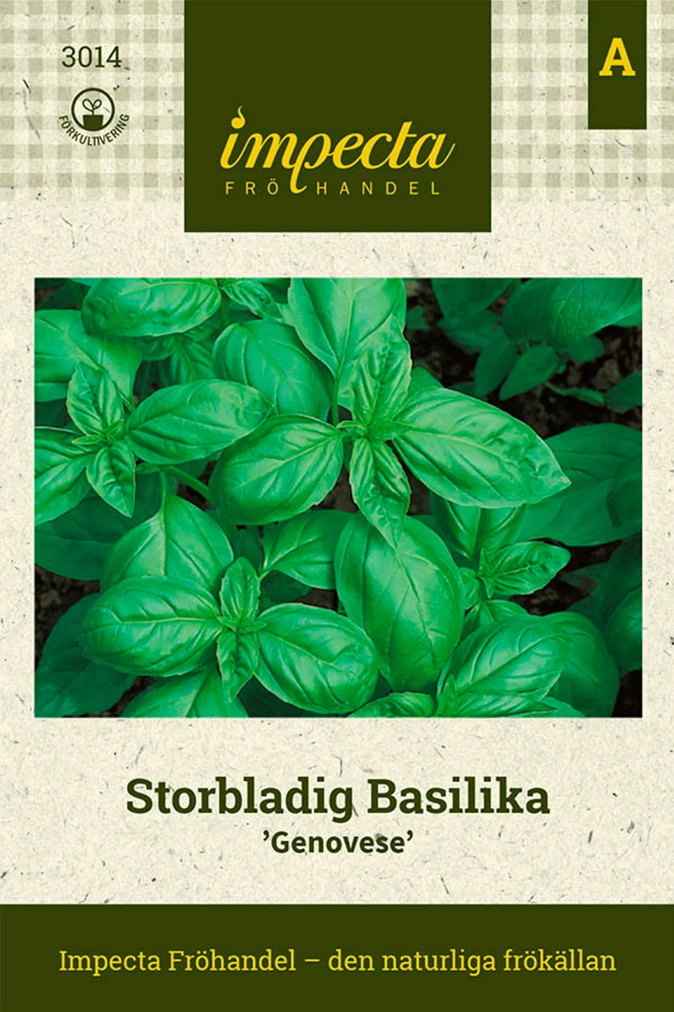 Ocimum basilicum 'Genovese'