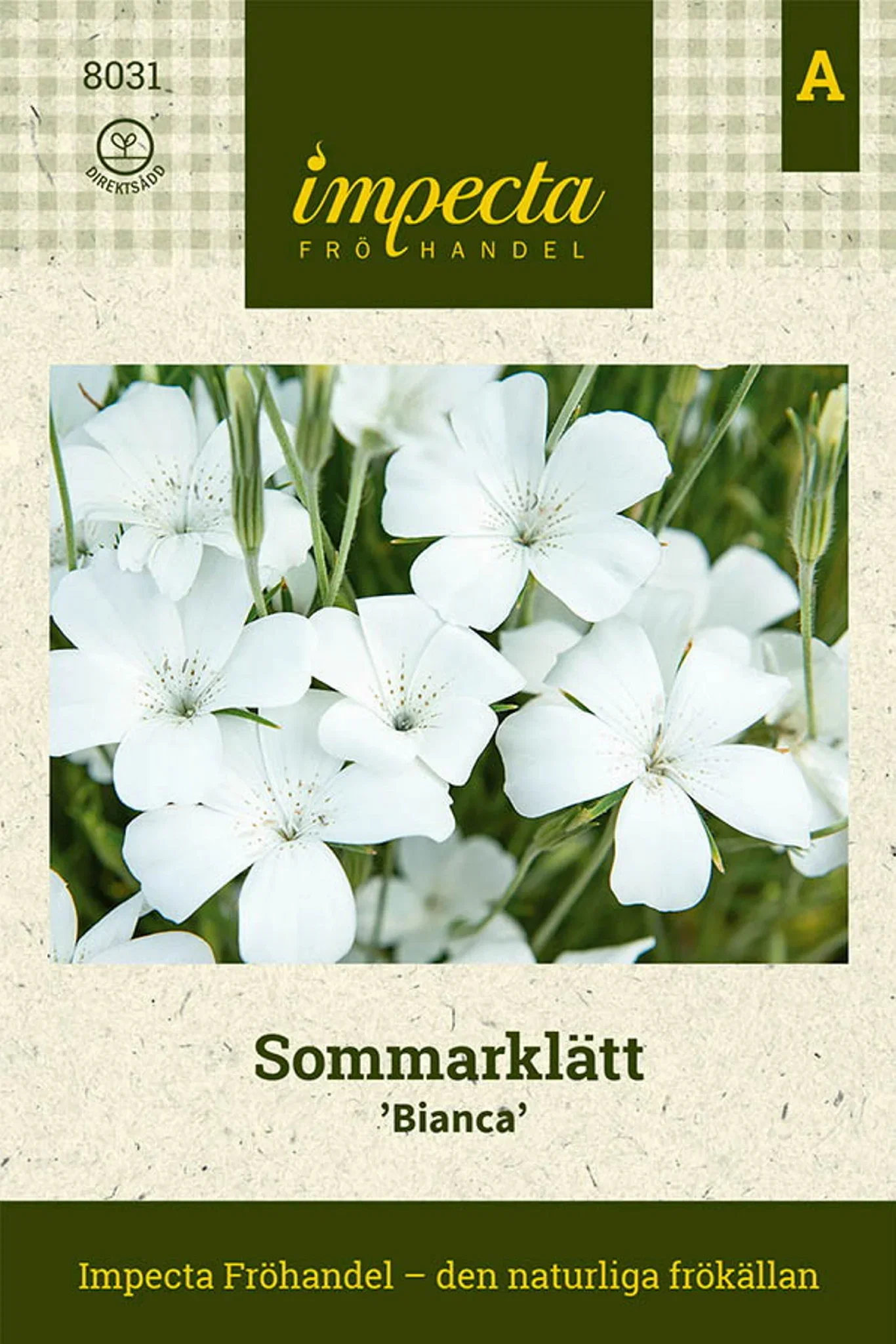 Agrostemma githago 'Bianca'