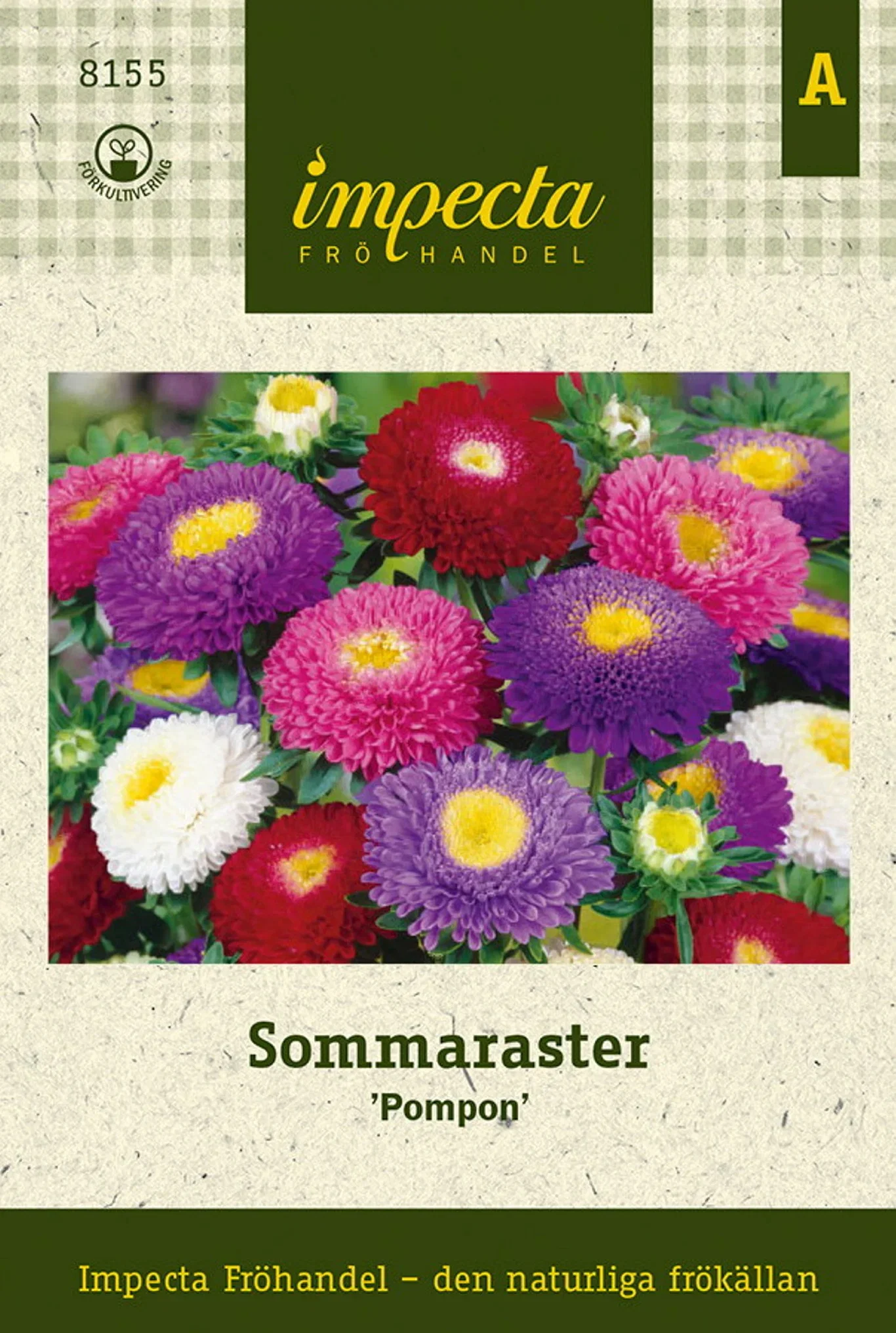 Sommaraster 'Pompon'