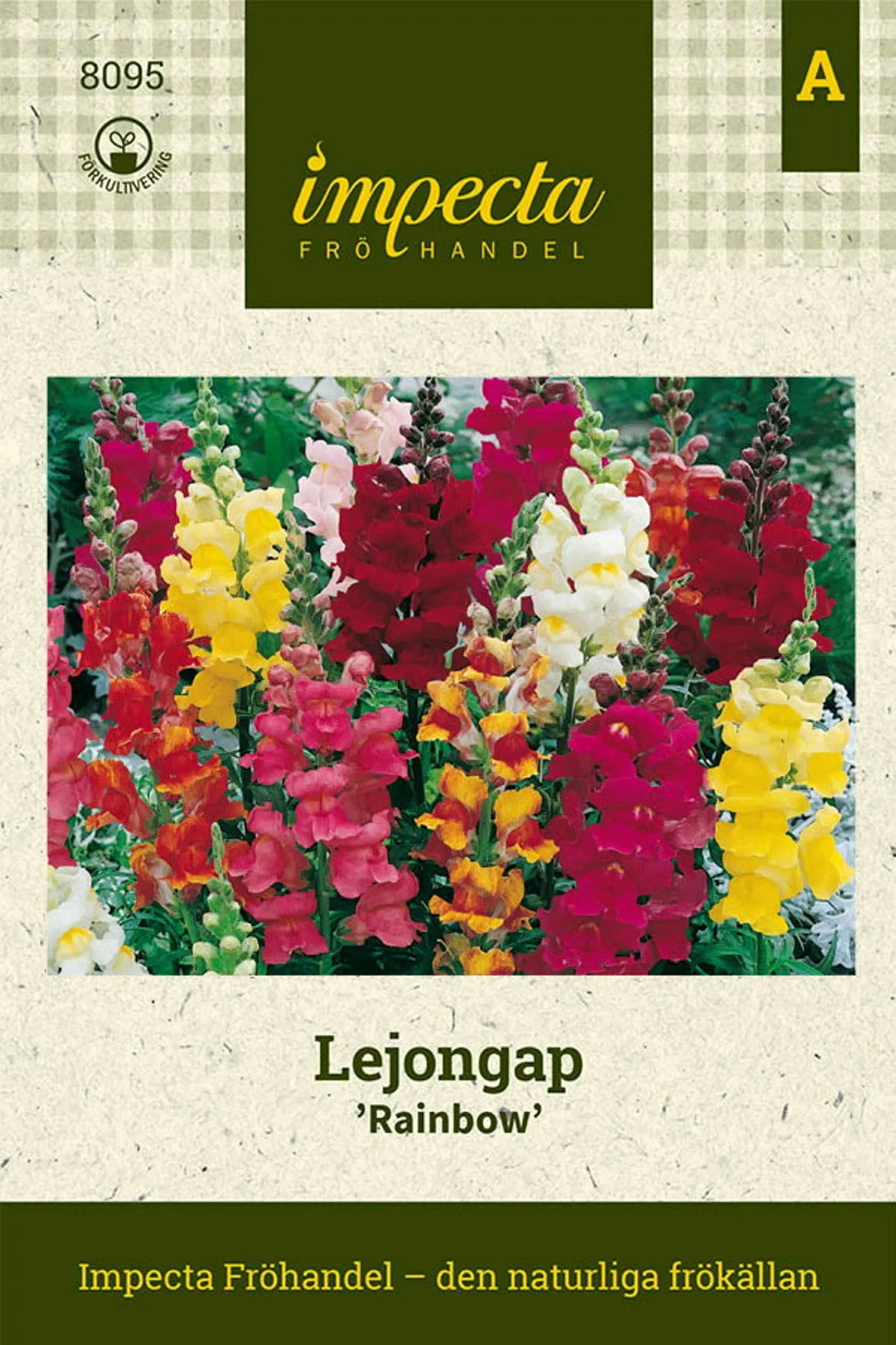 Antirrhinum majus 'Rainbow'