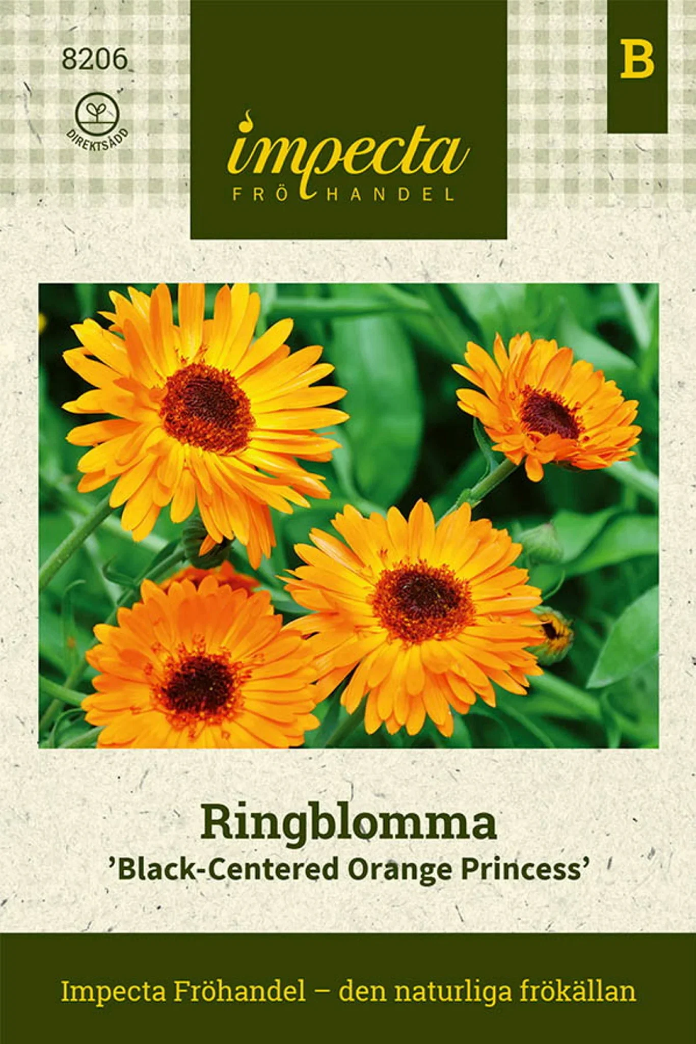 Ringblomst 'Black-Centered Orange Princess'