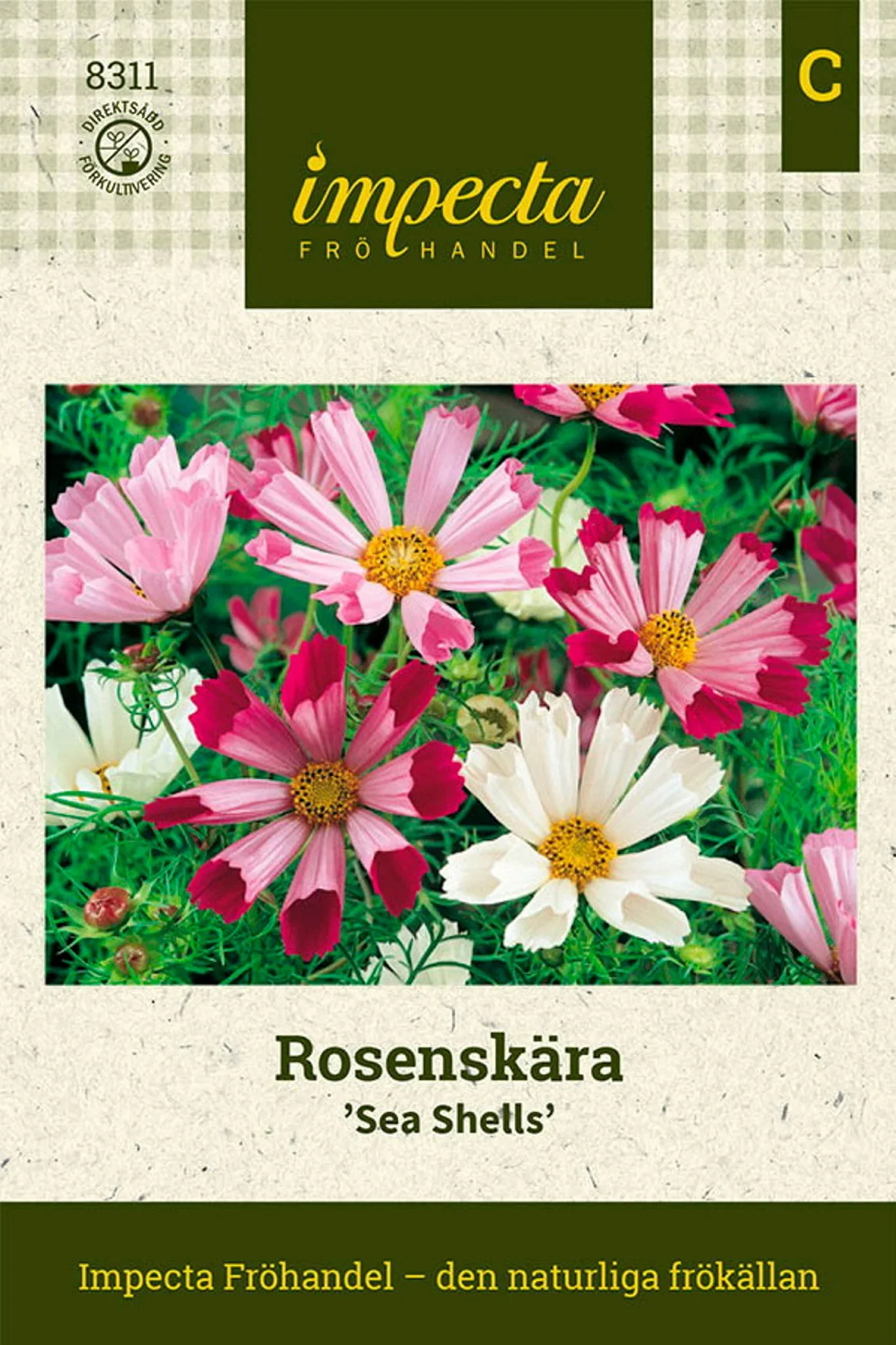 Rosenskära 'Sea Shells'