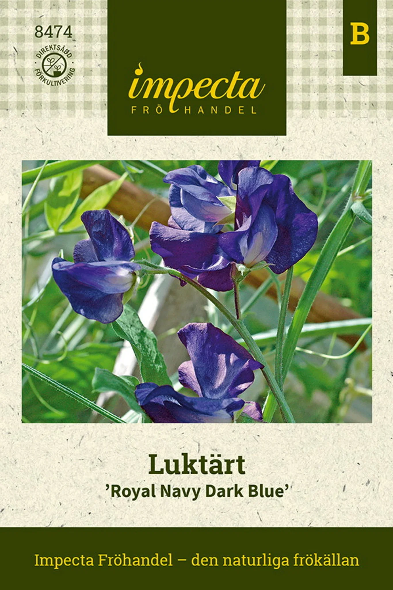 Lathyrus odoratus 'Royal Navy Dark Blue'
