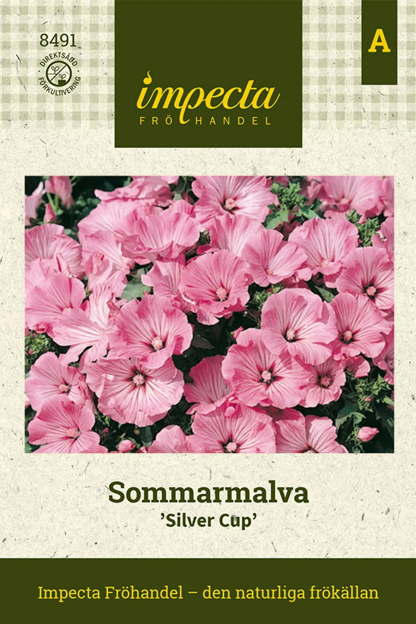 Lilla mauve 'Silver Cup'