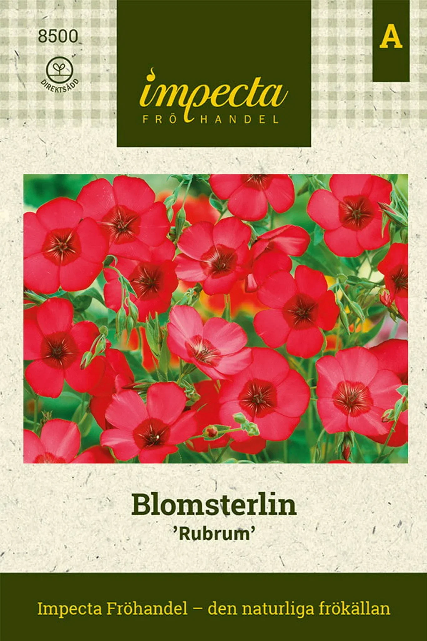 Linum grandiflorum 'Rubrum'