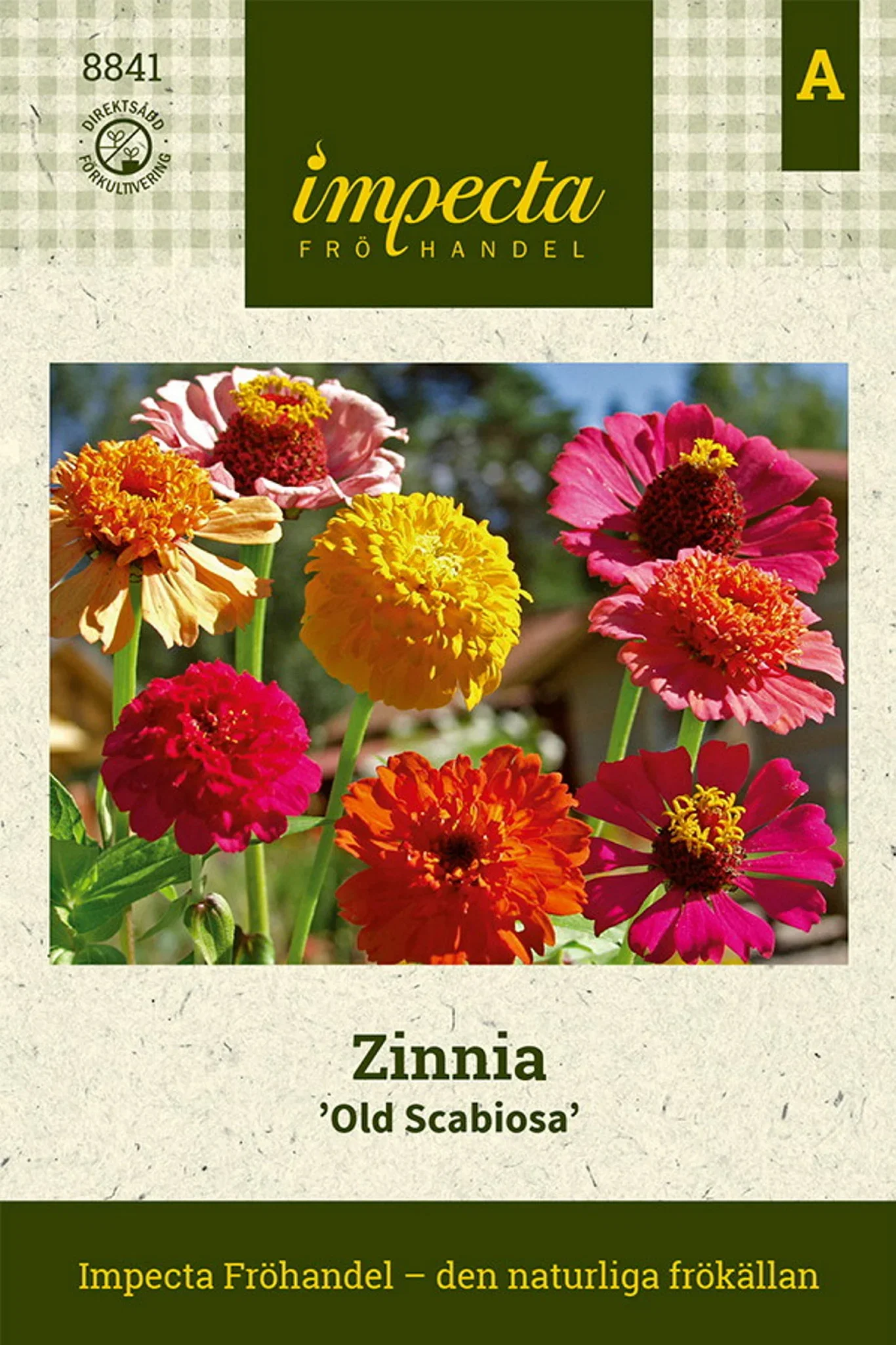 Zinnia elegans 'Old Scabiosa'