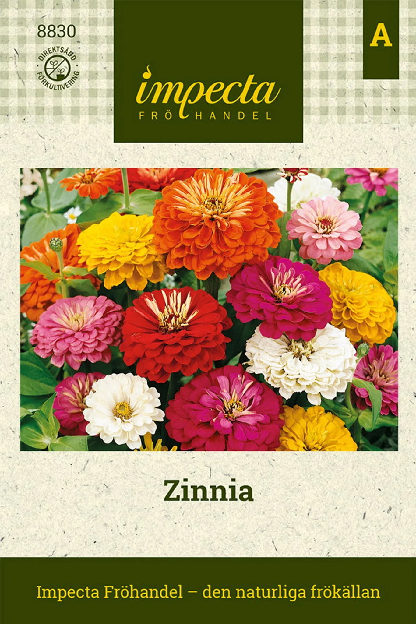 Zinnia