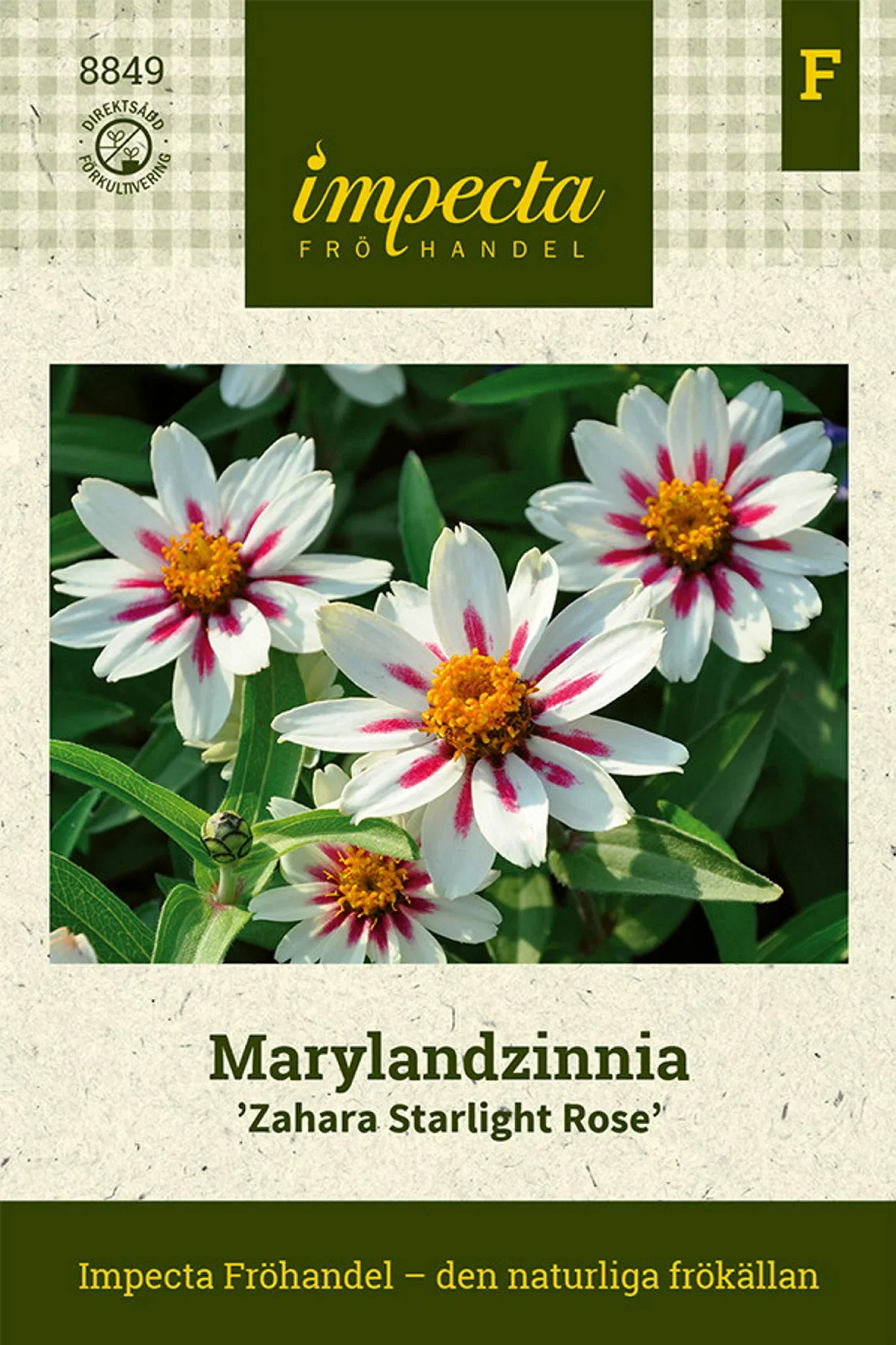 Marylandzinnia 'Zahara Starlight Rose'