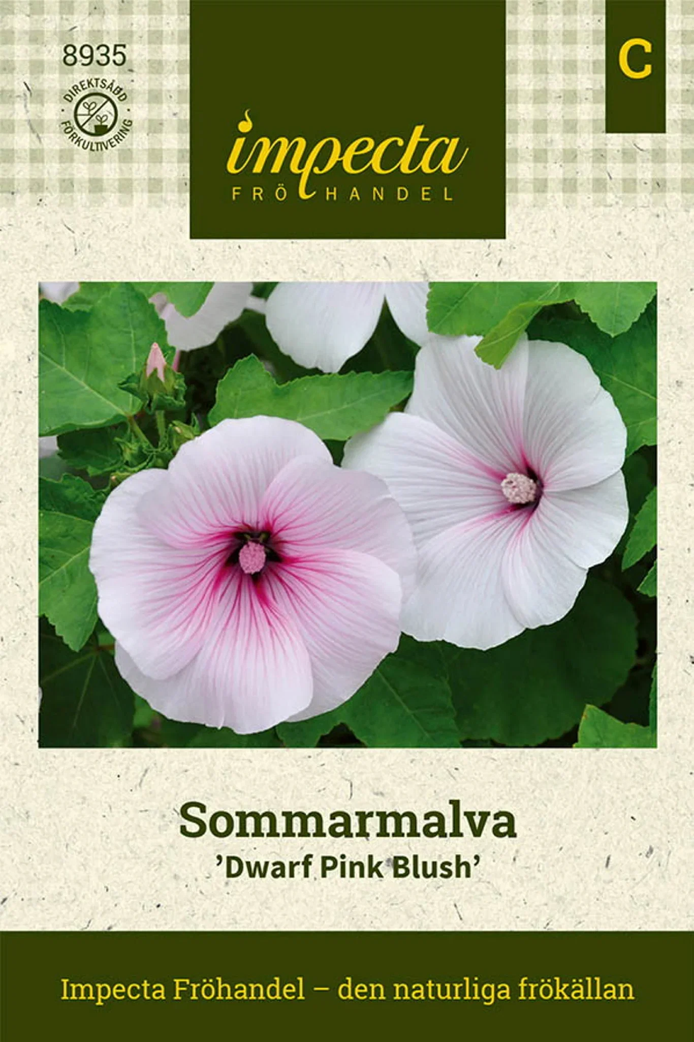 Dwarf Pink Blush' sommeralfalfa