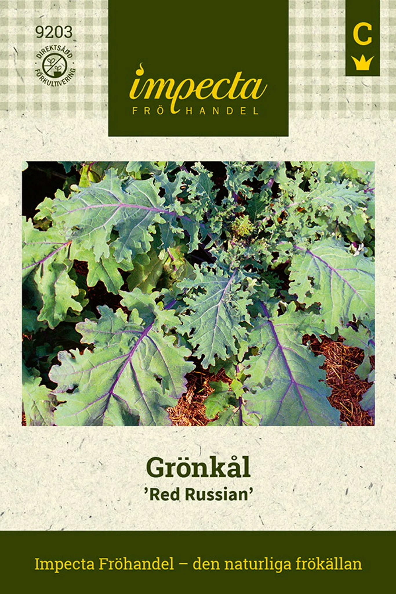 Grønnkål 'Red Russian'