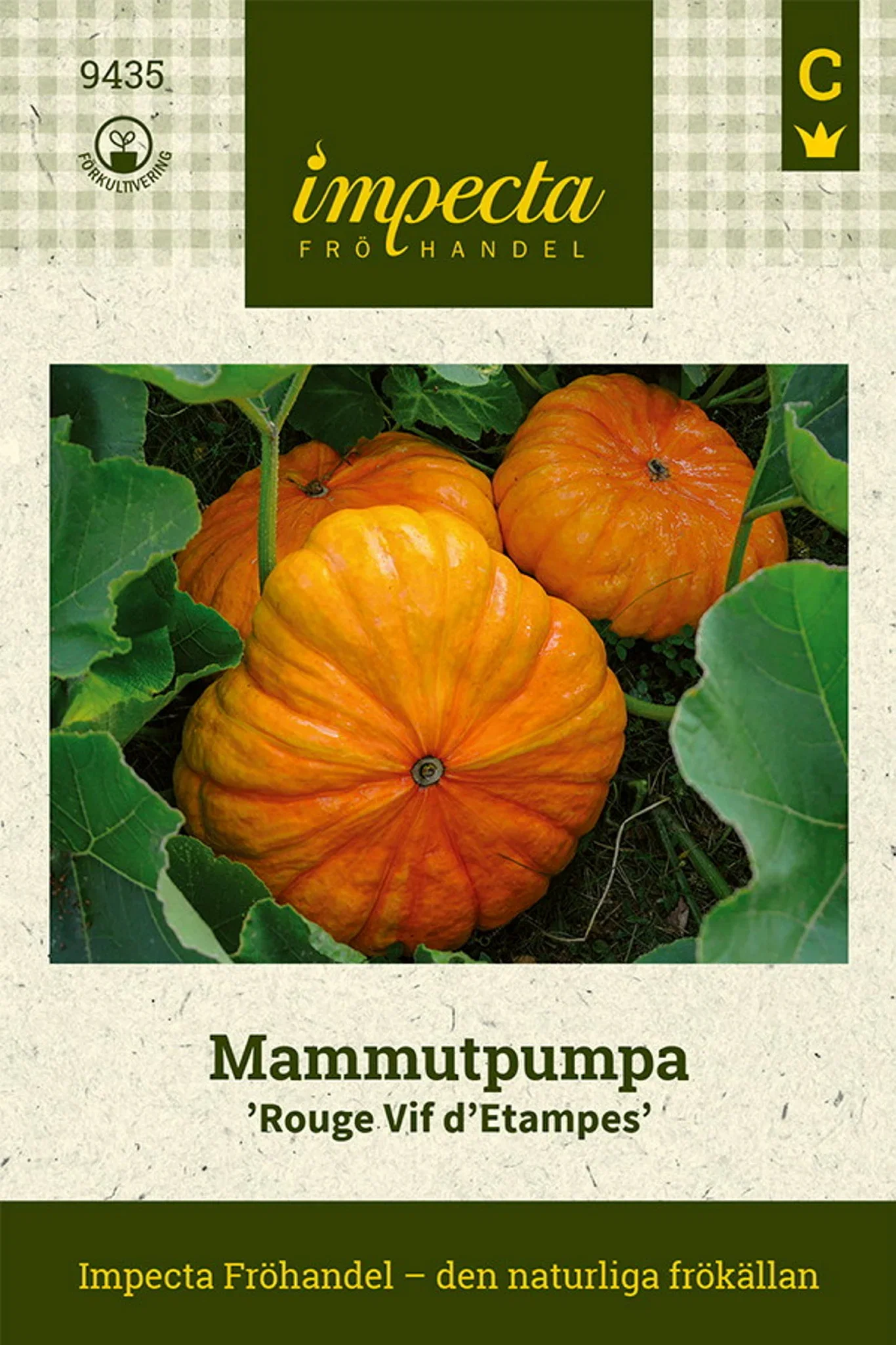 Cucurbita maxima 'Rouge Vif d'Etampes'